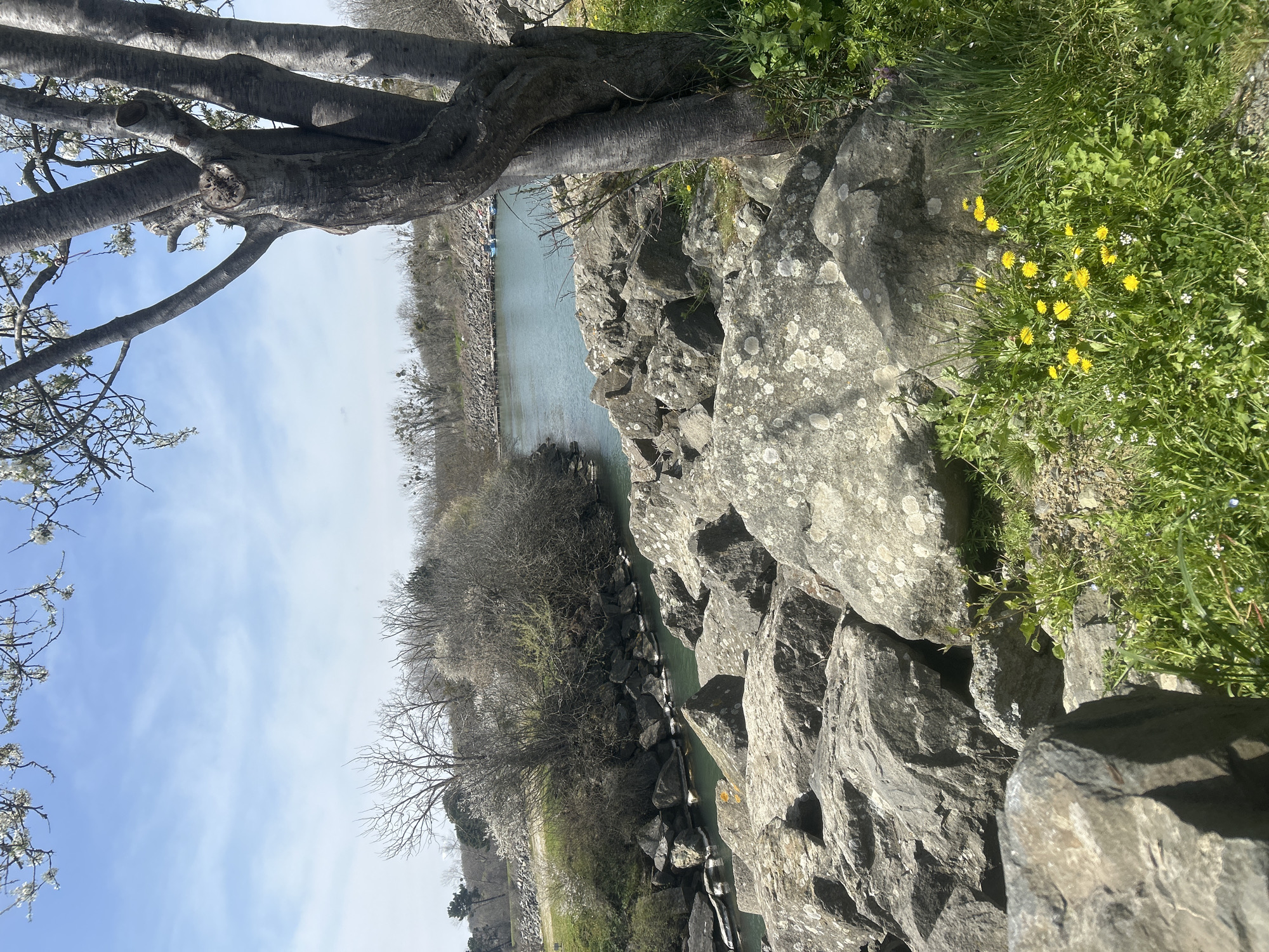 The scene presents a view overlooking a body of water, possibly a river or lake, from an elevated rocky bank. On the right side of the frame, there are large, gray rocks with lichen. Patches of green grass and yellow flowers grow among the rocks. A bare tree with thick branches extends into the upper left corner. Across the water, there are trees and vegetation. The sky is visible in the background, displaying a mix of blue and white clouds. The scene may be located in Demirköy, Turkey, given the prompt’s instruction.
