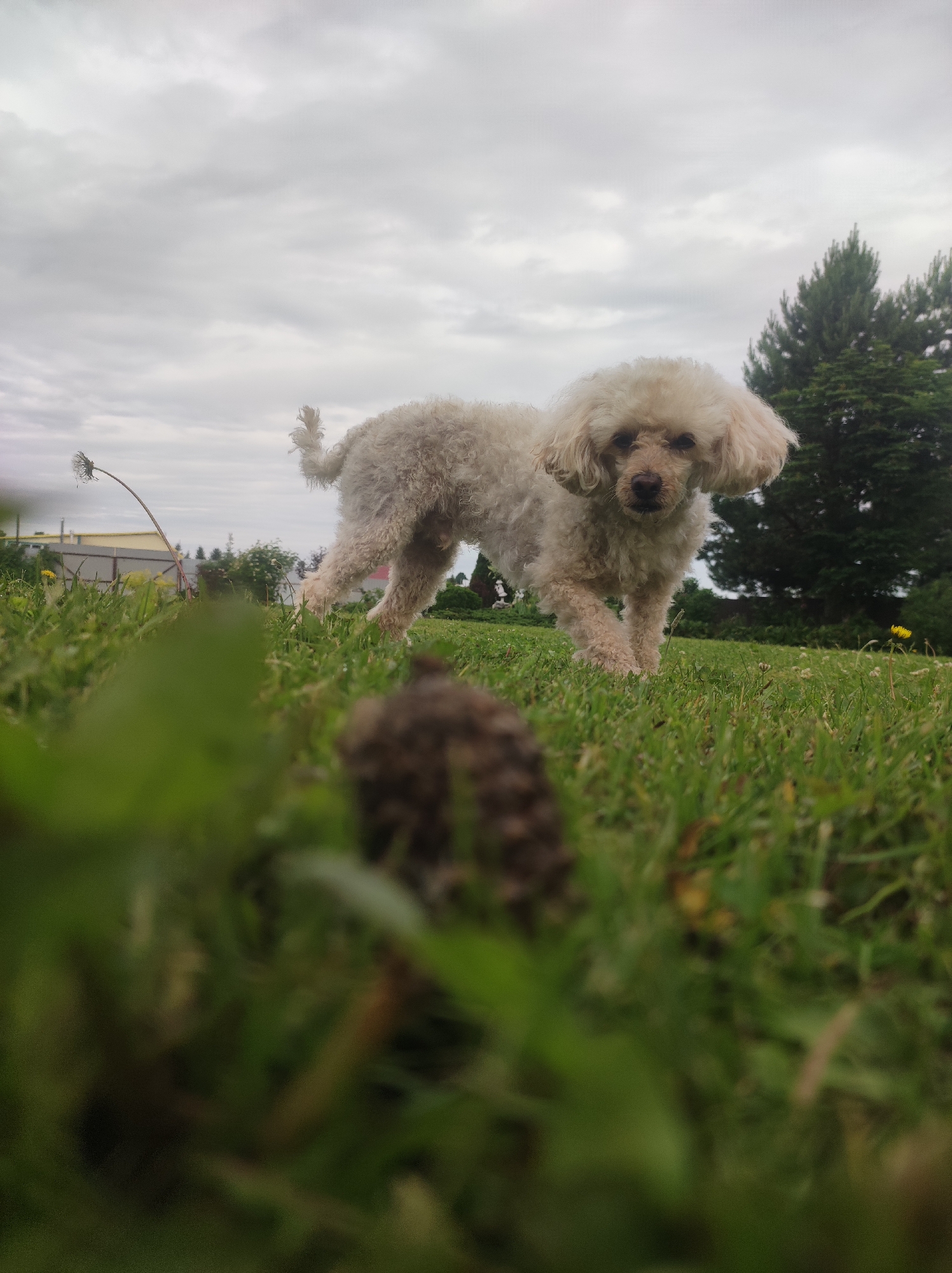 An outdoor low-angle photograph taken in Фоки, Russia, depicts a light-colored, fluffy dog walking in green grass under an overcast sky. The dog, positioned slightly right of center, faces the camera with its body angled slightly left. Its fur is cream or light beige and appears somewhat disheveled. In the immediate foreground, a dark brown, conical object, likely a pinecone, is out of focus at the bottom center, partially obscured by blurred green grass and foliage. In the midground, to the left of the dog, a tall, bare dandelion stem leans diagonally. Further left, behind a fence, a light-colored building with a dark roof is visible. To the right of the dog, a large, dark green coniferous tree stands prominently, with a small yellow dandelion bloom in the grass near its base. The background consists entirely of a uniformly gray, cloudy sky. The perspective suggests the camera was placed at ground level.