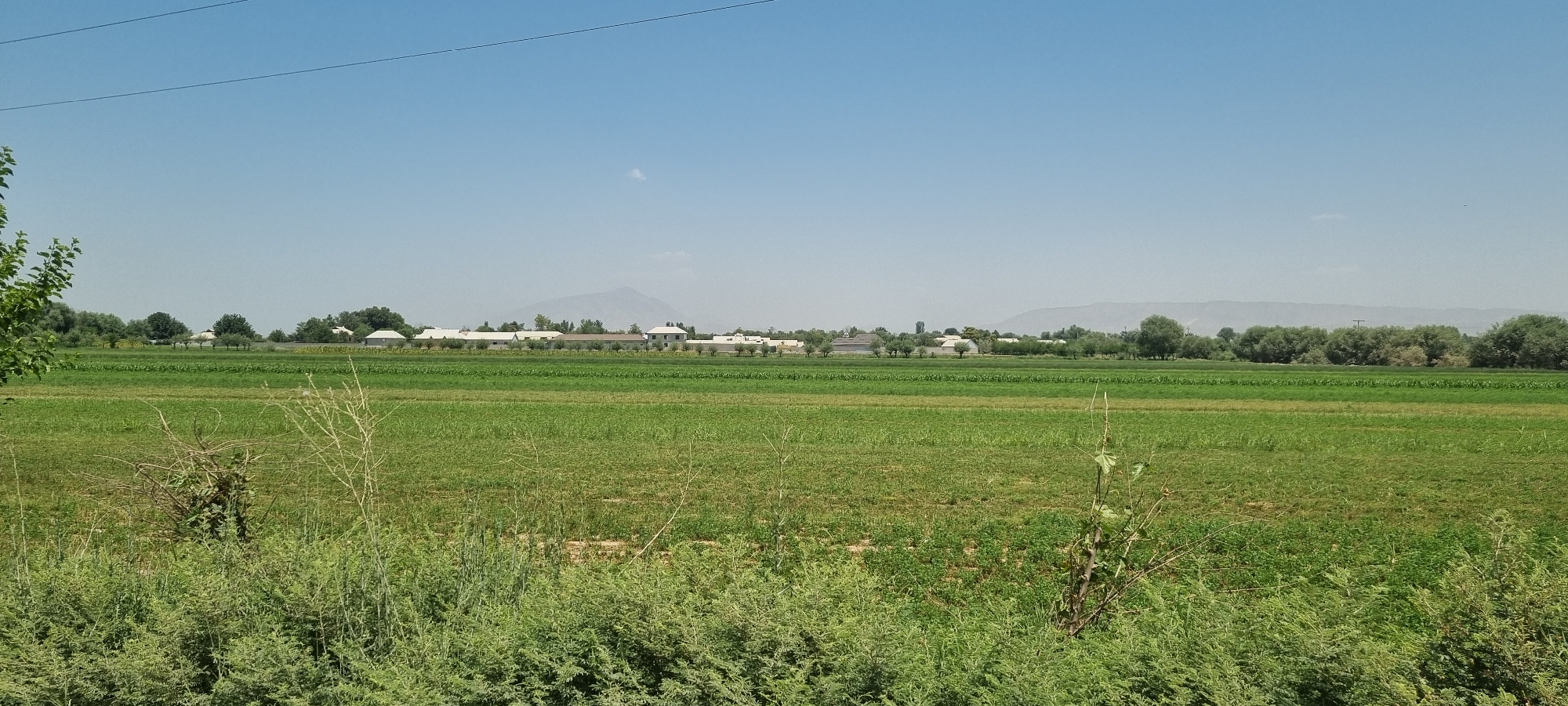 The image depicts a vast, sun-drenched landscape in Хаваскор, Tajikistan, characterized by expansive green fields under a clear blue sky. In the foreground, lush green vegetation, including some dry, twiggy plants, dominates the lower portion of the frame. Beyond this, a cultivated field stretches out, exhibiting a vibrant green hue. In the middle ground, a line of trees separates the fields from a distant settlement. The settlement consists of numerous white-roofed buildings, appearing as a cluster of structures nestled amongst more trees. A prominent, hazy mountain range forms the backdrop, with a single, small cloud visible in the sky above it. The overall scene conveys a sense of rural tranquility and agricultural activity.