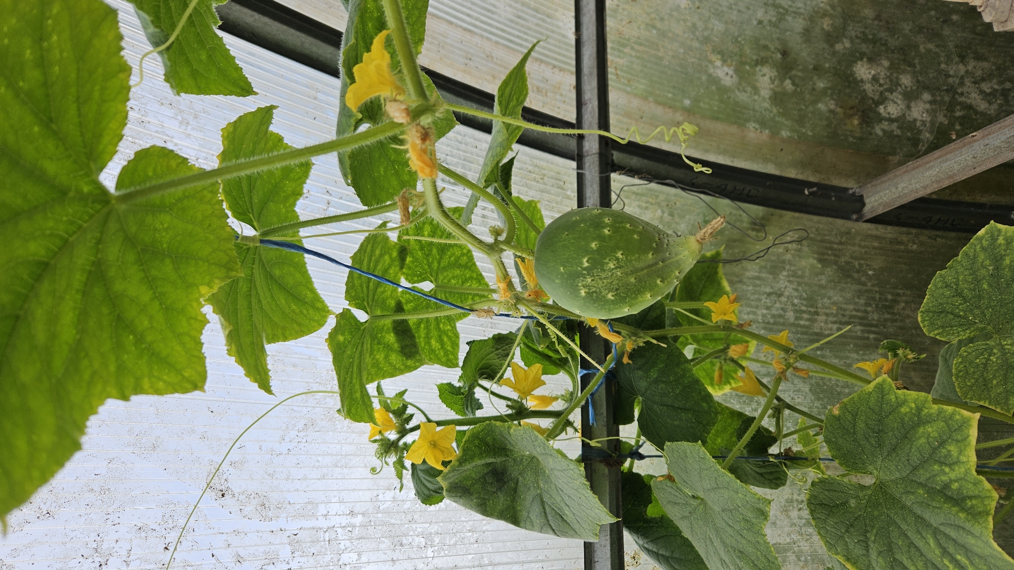 A close-up shot captures a cucumber plant growing inside a greenhouse. The plant features large, green, textured leaves and several yellow flowers. A developing cucumber, approximately 4 inches long and pale green with lighter speckles, hangs from a vine. The cucumber is supported by a blue string. The background shows the corrugated plastic walls of the greenhouse, with some dirt and algae visible on the surface. A metal frame of the greenhouse is also present. The location is the city of Kapūņi, Latvia.