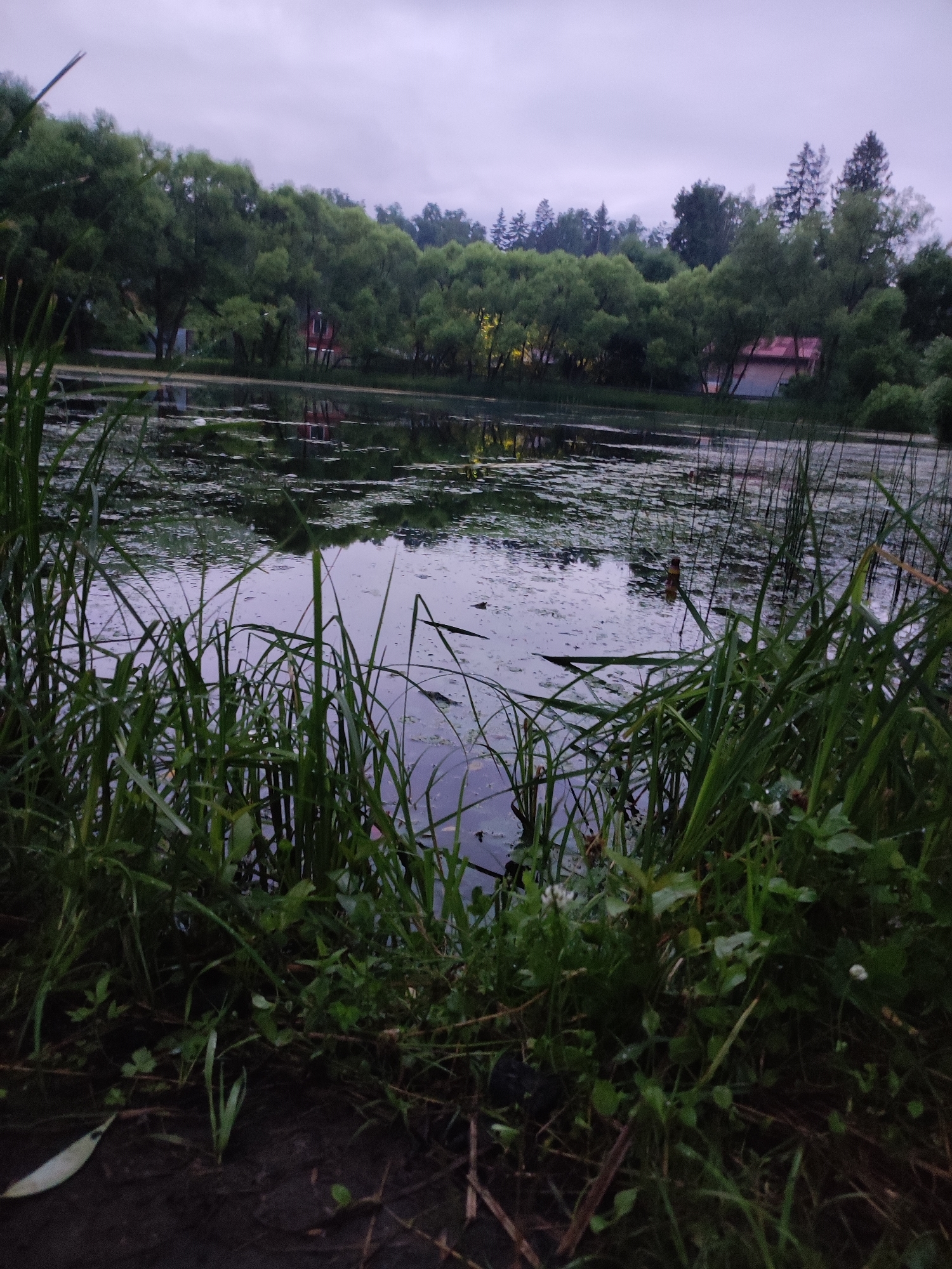 The image depicts a serene natural scene in the city of Alabino, Russia, likely during overcast weather given the muted light. In the foreground, tall, green grasses and other low-lying vegetation grow along the muddy bank of a body of water. The water's surface is partially covered with lily pads and reflects the surrounding environment. In the mid-ground, across the water, a line of lush green trees forms a dense barrier, with glimpses of buildings peeking through the foliage. One building, in particular, appears to be a house with a pink roof. The background is dominated by a cloudy sky, suggesting a diffused light source. The overall impression is one of a quiet, natural landscape, possibly a park or a reservoir area within or near Alabino. There are no people or animals visible in the scene, and no specific actions are taking place. The focus is on the tranquil interplay of vegetation, water, and sky.