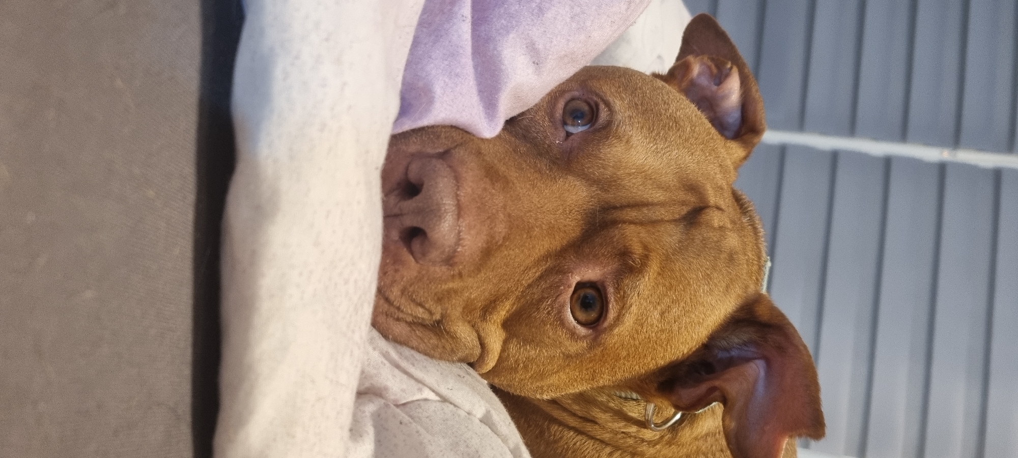The image captures a close-up, vertical portrait of a reddish-brown dog, likely a Pitbull or similar breed, peeking out from under blankets. The dog's head occupies the majority of the frame, tilted slightly, with its body mostly concealed. It has short, fine fur, and its eyes are a warm, dark amber color, looking directly towards the viewer with a gentle, curious, and somewhat sleepy expression. The dog's nose is a dark pinkish-brown.
It appears to be nestled comfortably indoors, possibly on a bed or couch, partially covered by a white blanket on the left and a light purple one on the right, suggesting coziness. In the background, to the right of the dog's head, there is a blurred grey surface with faint vertical lines, which could be a wall, blinds, or part of a kennel or crate.
The lighting is soft and diffused, indicating an indoor setting, likely during daytime. There are no harsh shadows, giving the scene a calm and peaceful ambiance. The dog's ears are perked up, suggesting it is alert to its surroundings despite its relaxed posture. No specific weather conditions, time of day, or precise location cues are explicitly visible. There is no visible text in the image. The overall impression is one of warmth, comfort, and canine affection.