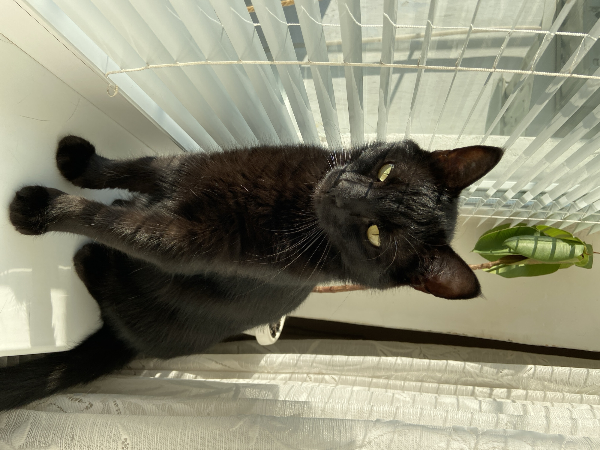 A black cat with yellow eyes sits on a white windowsill, looking directly at the camera. The cat is positioned in front of white horizontal window blinds that are partially open, allowing sunlight to stream through. To the right of the cat, a sheer white curtain hangs, also illuminated by sunlight. A green plant with long leaves is visible in the upper right corner of the image, near the curtain. The background is blurred, but appears to be a light-colored wall. The scene is indoors, likely in a residential setting.