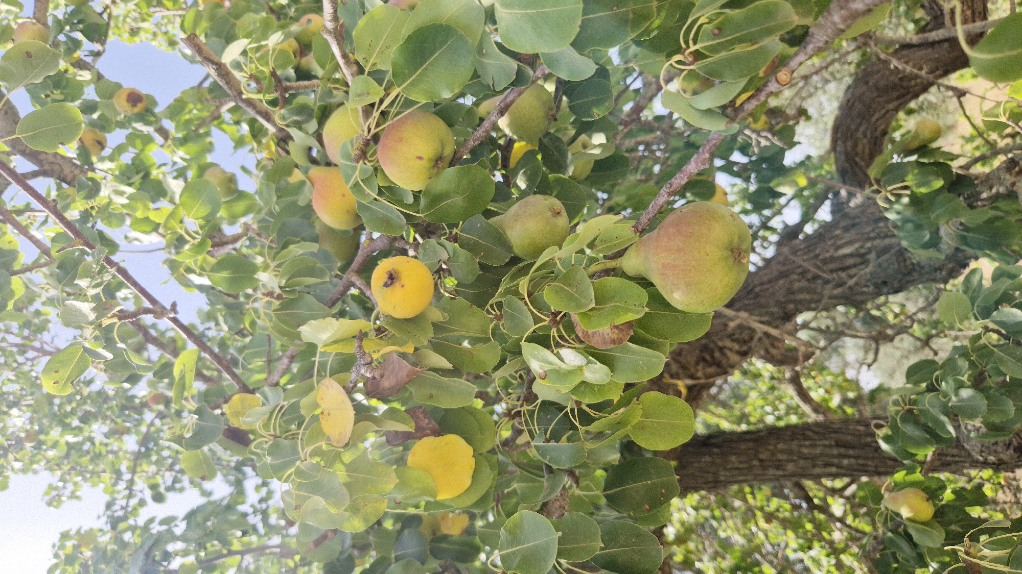 The image shows a close-up view of a pear tree laden with ripe pears. The pears are a mix of green and yellow, with some showing hints of red blush. They hang from branches covered in lush green leaves, with a few yellowed leaves scattered throughout. The tree's rough, textured bark is visible in the background. The scene is bathed in natural sunlight, suggesting an outdoor setting. The photograph captures a moment of abundance in nature, highlighting the fruit-bearing season of the tree. The specific location in the city of Sava, Italy, is not discernible from the visual information provided in the image.