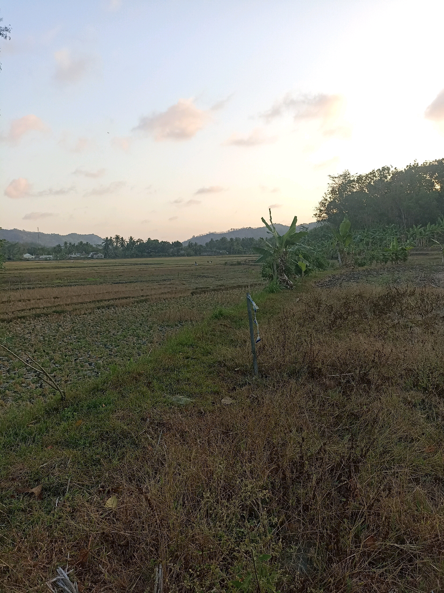 The image depicts a rural landscape at dusk in Kedungwaru, Indonesia. The foreground is dominated by dry, brown grass and vegetation, with a broken wooden fence post with blue and white markers standing to the left of the center. Beyond this, a field of harvested rice paddies stretches into the distance, showing the stubble of the crop. In the mid-ground, several banana trees and other greenery are visible, alongside a patch of dark soil. The background features a village with houses and palm trees, nestled against rolling hills. The sky is a pale blue with streaks of pink and white clouds, illuminated by the setting sun. The overall scene conveys a sense of quiet rural life at the end of the day.