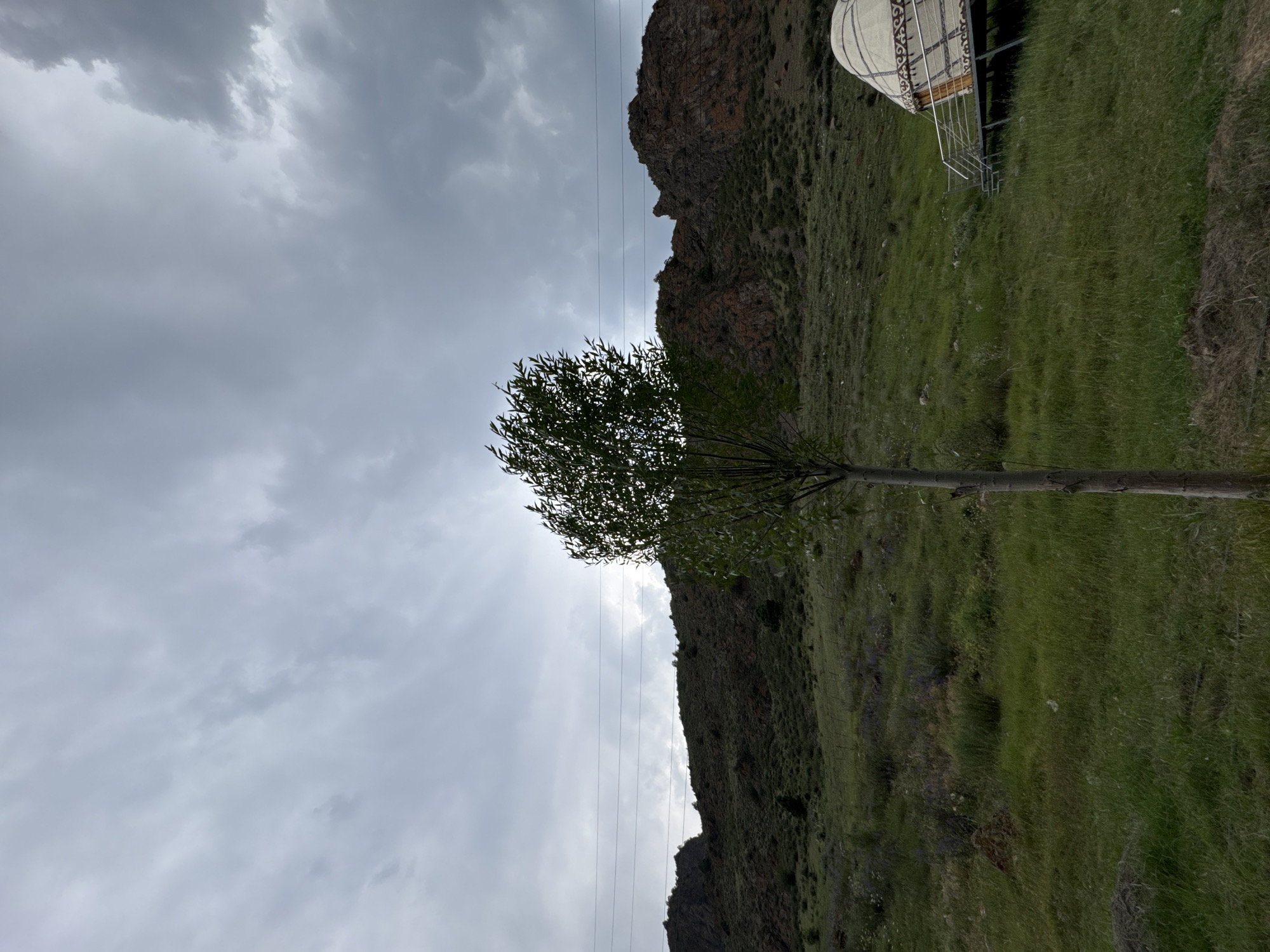 The image depicts a landscape with a clear focus on a solitary tree positioned in the foreground, center-left. Behind the tree, a grassy hillside slopes upwards, dotted with sparse vegetation. In the mid-ground, a rocky mountain range with a reddish hue dominates the background, partially obscured by a cloudy sky. To the right of the frame, a traditional yurt, a portable dwelling, is visible with its characteristic conical roof and patterned exterior, elevated on a platform with a metal railing and steps. Power lines are strung across the sky, stretching horizontally. The scene appears to be set in a natural, possibly rural environment.