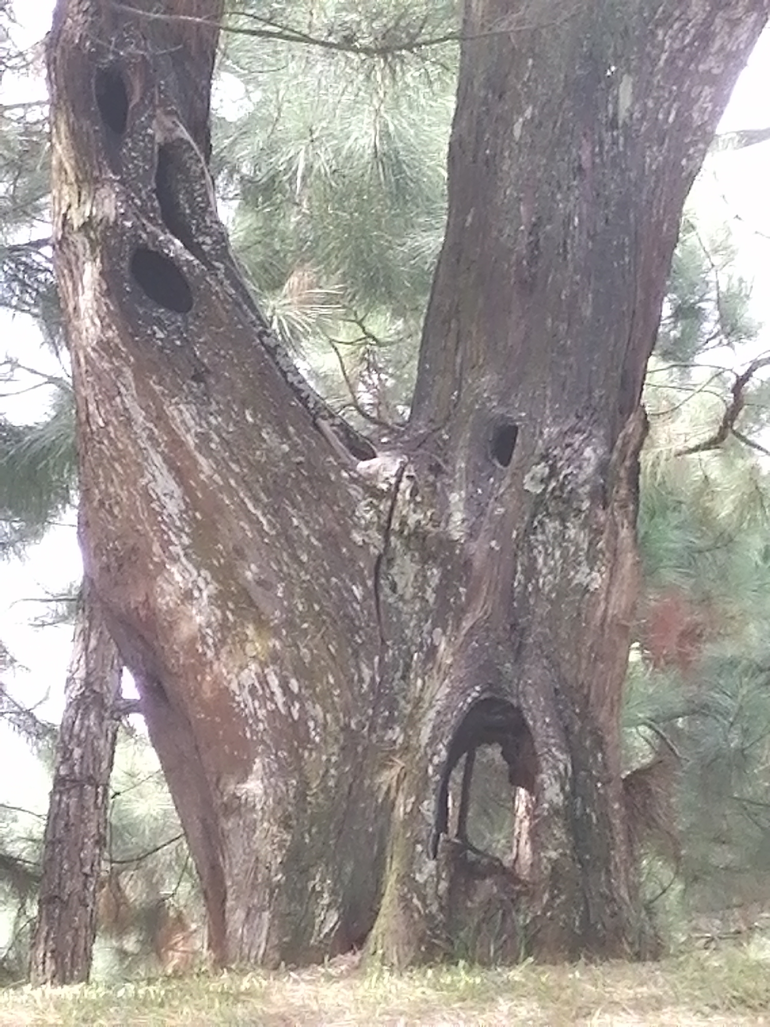 The image shows the base of a large, old pine tree with a split trunk and several large hollows. The tree is located in a grassy area, with other pine trees visible in the background. The bark of the main tree is dark brown and textured, with patches of lighter gray lichen. The left side of the trunk splits and curves outwards, forming a wide, V-shaped opening. On this curved section, there are at least three distinct dark hollows of varying sizes. The right side of the trunk is more solid and tapers upwards, with a single, smaller hollow visible midway up. Near the base of the split trunk, a large, arching opening is present, revealing the dark interior of the tree. A thinner, vertical pine tree stands to the left of the main trunk, partially obscuring it. The ground is covered with short, dry grass and some scattered fallen leaves. The overall lighting suggests an outdoor daytime setting, possibly overcast given the diffused light. The scene appears to be in a park or forest area.