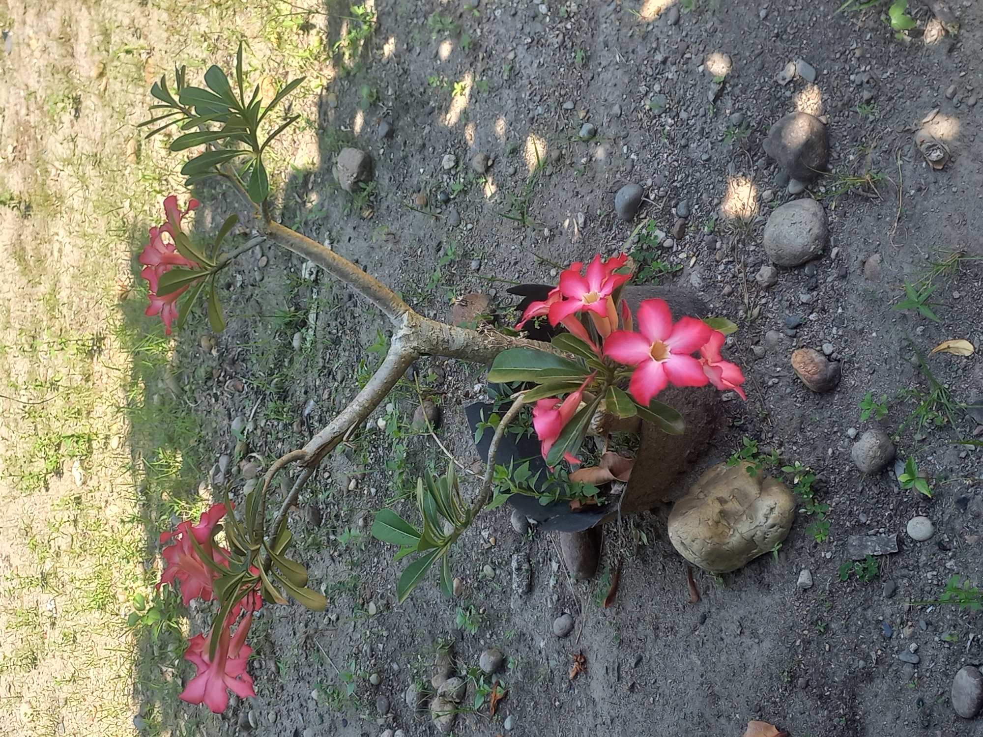 A potted Adenium plant with bright pink flowers is located on an area of dirt and small rocks in Blangcot Tunong, Indonesia. The plant has three main branches with clusters of flowers and green leaves at the ends. The pot is dark-colored, and a large rock rests near it. The ground is a mix of soil, pebbles, and occasional small patches of grass. Sunlight dapples the scene, creating shadows across the ground.
