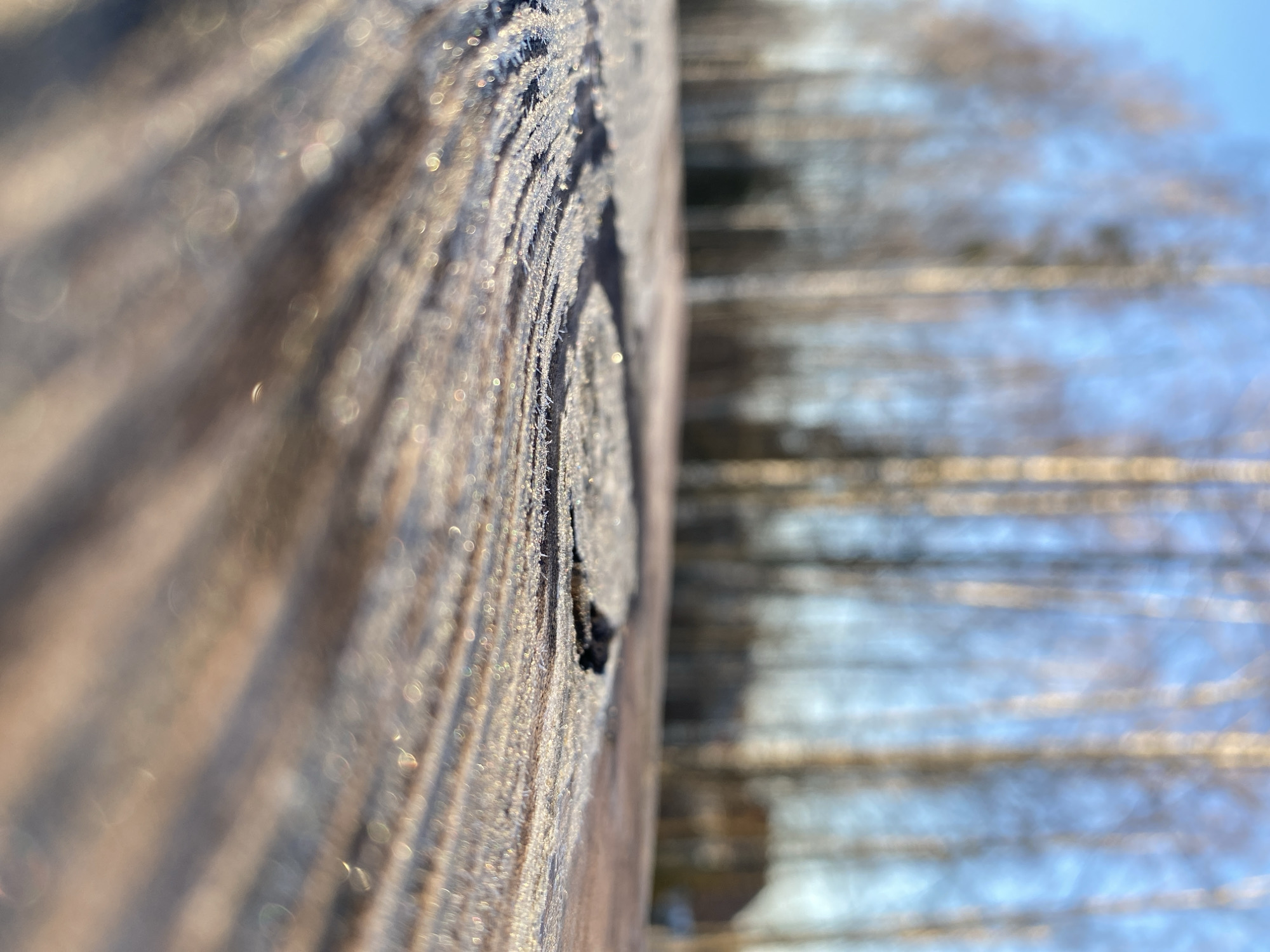 The image captures an outdoor scene in Noviy, Russia, presenting a low-angle, shallow depth-of-field perspective. The primary subject is a wooden surface, possibly a deck or table, heavily covered in glistening frost. The frost crystals are individually visible and reflect sunlight, creating a sparkling effect. The wood grain is distinct, including a circular pattern in the foreground. A small, dark, irregular object rests on the frosted surface to the right of the circular pattern. In the blurred midground, a dense line of bare deciduous trees, possibly birches, stands against a clear, pale blue sky. A single, indistinct building with a reddish roof is faintly discernible in the far background to the right, behind the trees. The scene is illuminated by bright, direct sunlight, indicative of cold, clear weather. No people or active subjects are present.