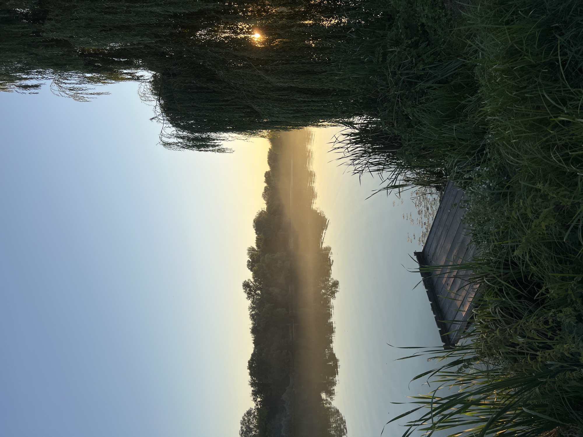 The image depicts a tranquil riverside scene, likely at dawn or dusk, in Vasylkiv, Ukraine. A calm body of water, reflecting the soft, warm light of the rising or setting sun, dominates the middle ground. The water's surface is partially obscured by a thin layer of mist, particularly near the tree line on the opposite bank. This tree line consists of a dense growth of various trees, creating a dark silhouette against the lighter sky.

In the foreground, to the right, a large weeping willow tree drapes its branches, partially obscuring the sun which is visible as a bright orb peeking through the foliage. Dense green grass and reeds grow along the riverbank, adding to the natural, untamed feel of the environment. To the left of the water, a wooden dock juts out slightly from the bank. The dock is constructed of weathered wooden planks. More tall grass and reeds are visible around the base of the dock. The sky above is a clear, pale blue, transitioning to a warmer yellow hue near the horizon. There are no people visible in the image, and the scene is static, conveying a sense of peace and natural beauty.