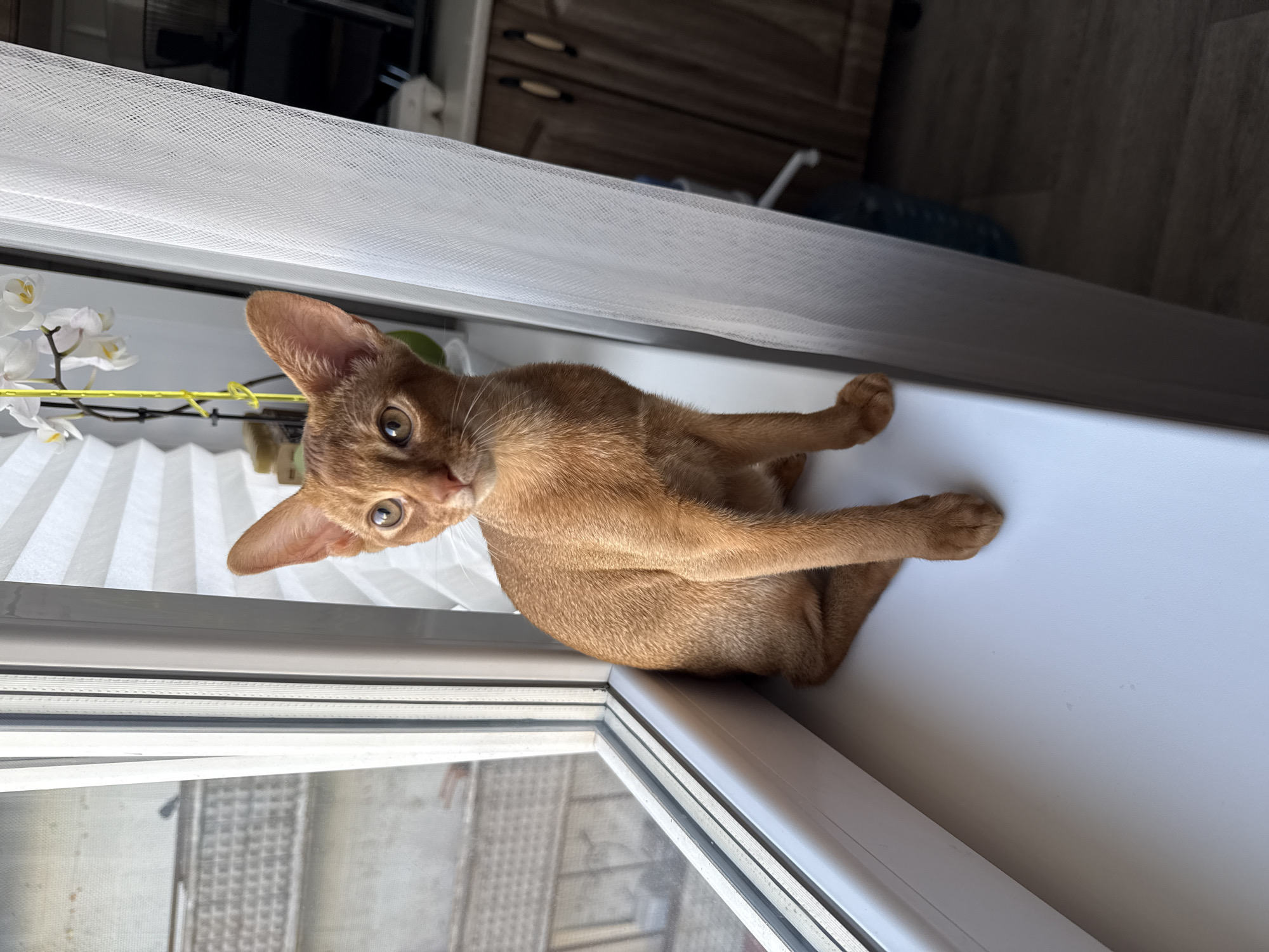 A ginger cat sits on a white windowsill. The cat is facing the camera and looking to the left. It is a young cat with large ears and green eyes. The cat's fur is short and soft. Behind the cat, there is a window with white blinds. To the left of the cat, there are some white orchids on a yellow string. The windowsill is part of a larger window frame, and through the glass, a street scene can be seen. The time of day appears to be daytime, with natural light coming through the window. The overall mood of the image is calm and peaceful. The location is Stary Oskol, Russia.