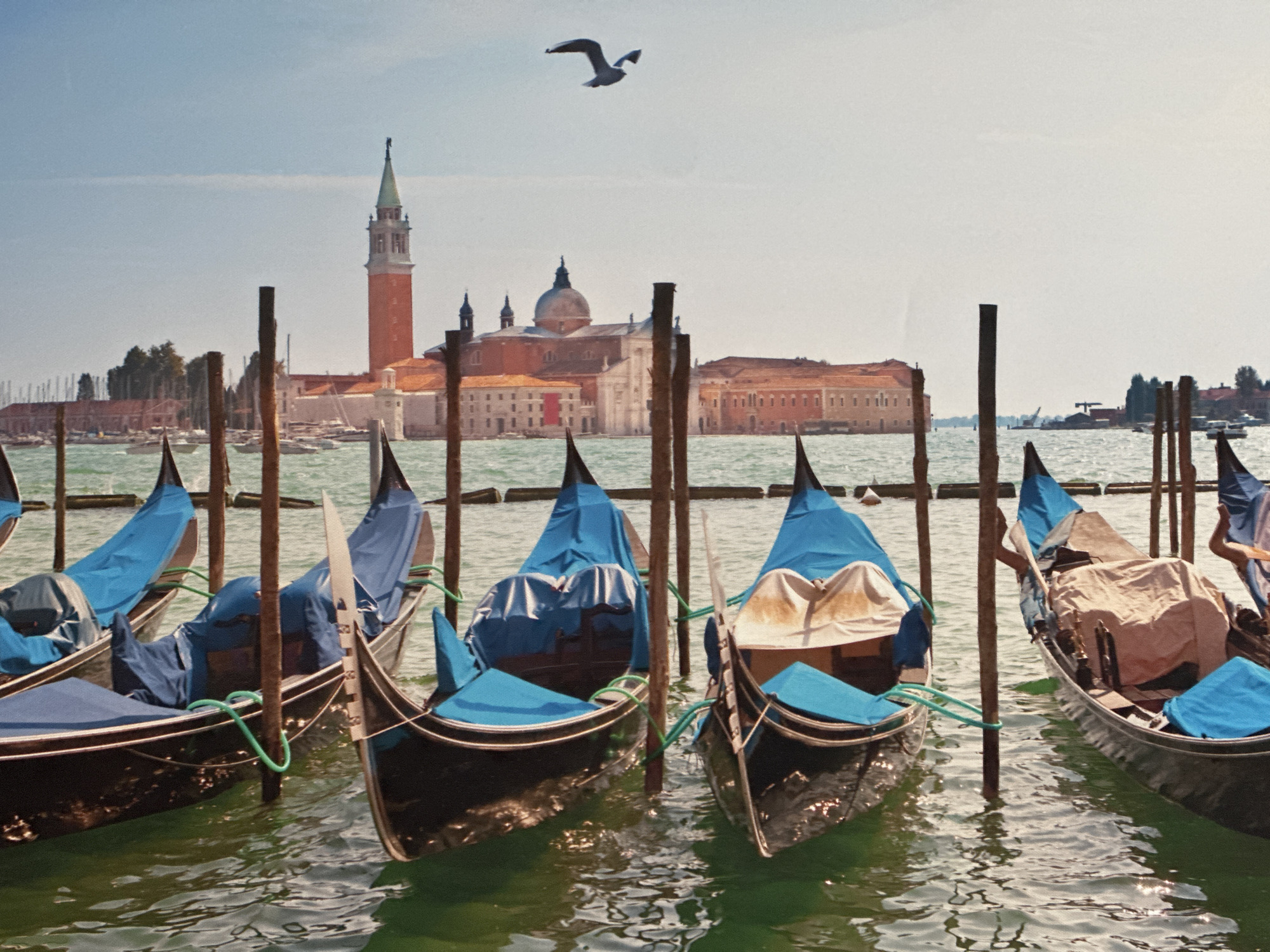 The image depicts a picturesque scene of several gondolas docked in a canal. The gondolas, with their dark hulls and pointed prows, are partially covered with blue and tan tarps, suggesting they are either awaiting passengers or being stored. One gondola stands out with a tan cover that appears somewhat worn, revealing some of the boat's interior. The water in the canal is a vibrant green, reflecting the sunlight and creating shimmering patterns on the surface. Wooden posts rise from the water, serving as mooring points for the gondolas.
In the background, a distant city skyline is visible across the water. The most prominent structures are a tall, red brick bell tower with a green spire and a large, domed church with pale walls and a red roof. Other buildings, also with red-tiled roofs, line the waterfront. A single seagull is captured in flight in the clear, pale blue sky, adding a dynamic element to the scene.
The overall impression is one of a serene, possibly early morning or late afternoon setting, given the soft quality of the light. The absence of people and the covered gondolas suggest a quiet moment, perhaps before the day's activities begin or after they have concluded. The architecture in the background strongly suggests a European setting, and the style of the buildings, particularly the bell tower and church, points towards Italy, likely Venice given the presence of gondolas. The mention of Ossenzijl, Netherlands, as the location context, appears to be a misattribution as the visual cues do not align with that location.