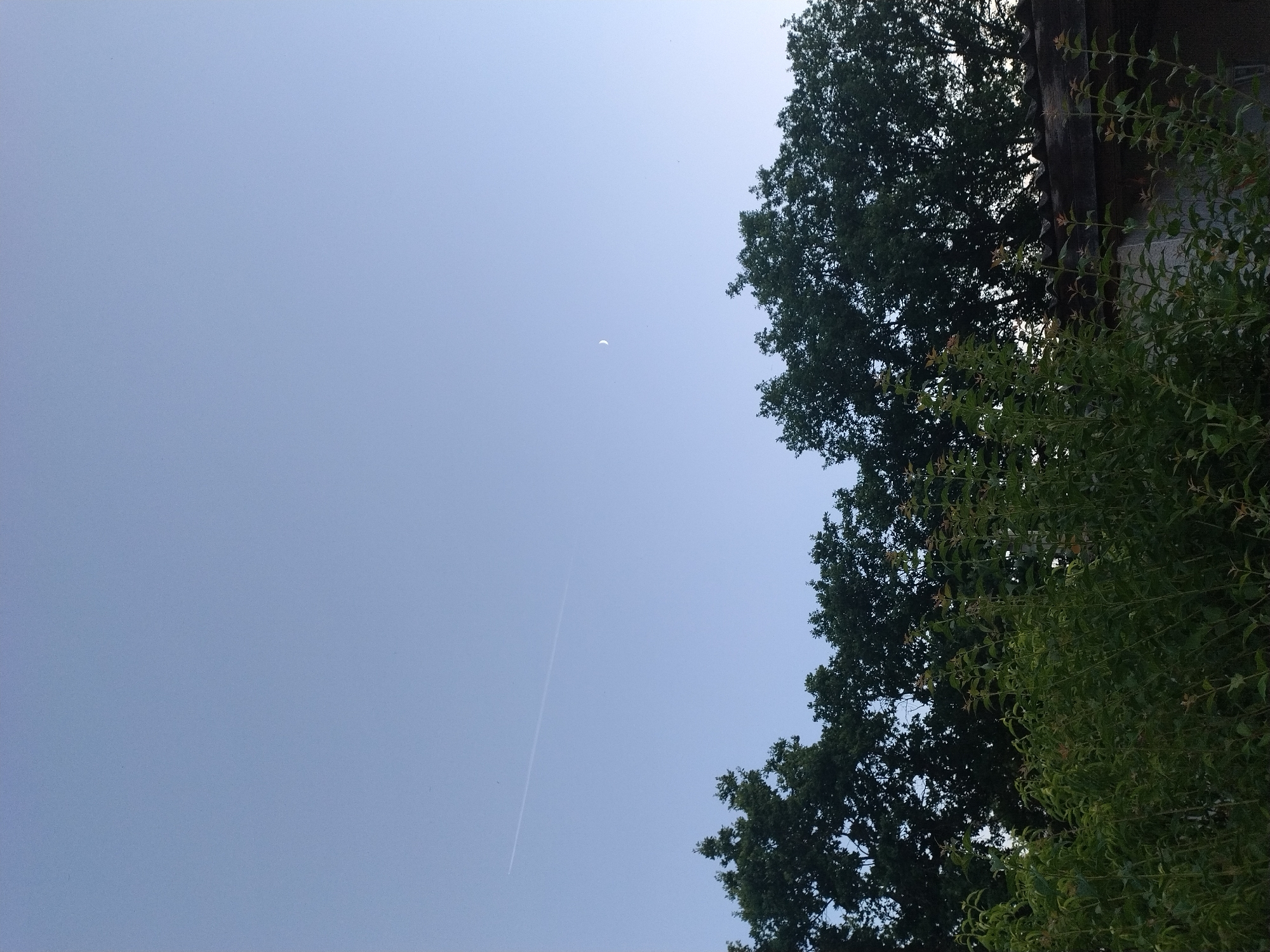 A serene sky shot shows a pale blue sky with a faint crescent moon on the right and a plane contrail stretching diagonally across the upper left quadrant. Below the sky, the dark green silhouettes of mature trees form a dense canopy. In the foreground, a layer of lighter green bushes and shrubs adds depth to the scene, with a hint of a corrugated roof structure peeking through from the lower right. The image is likely taken outdoors at dusk or dawn.