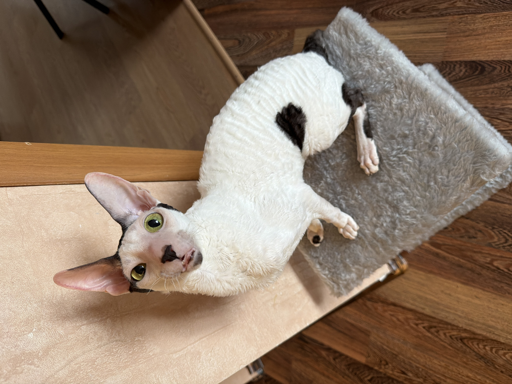 The image is a close-up, high-angle shot of a white and black Cornish Rex cat with distinctive wavy fur, large ears, and green eyes. The cat is sitting on a fluffy gray pet bed, which is placed on a wooden floor. The background consists of a light-colored wall and a wooden cabinet. The cat is looking up at the camera with its tongue slightly sticking out. There are no visible people or any indications of the city of Yekaterinburg, Russia.