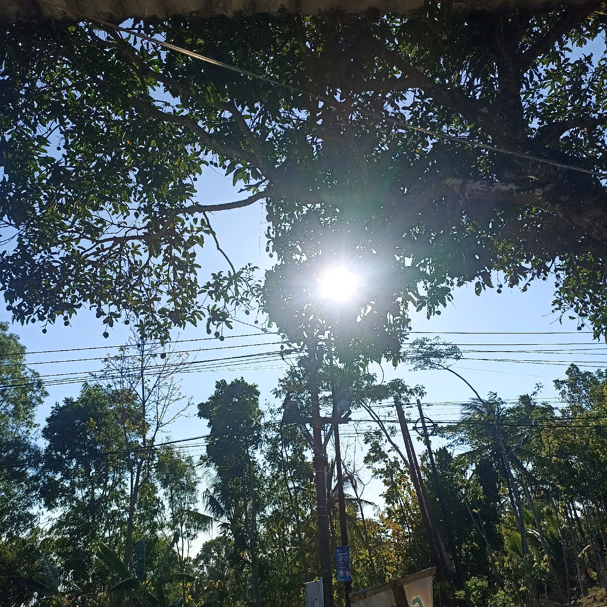 A low-angle, outdoor, sun-drenched shot captures a dense canopy of a mature tree in the foreground, its branches laden with small, dark fruits, silhouetted against a bright, clear blue sky. The sun's glare pierces through the leaves, creating a prominent lens flare effect. Below the tree, a series of dark electrical wires stretch horizontally across the frame, supported by utility poles that are partially visible. In the middle ground and background, a variety of lush green trees and vegetation form a dense forest. The scene is suggestive of a rural or semi-rural environment, possibly on the outskirts of a city, given the presence of electrical infrastructure. The image was taken in Wonogondo, Indonesia.