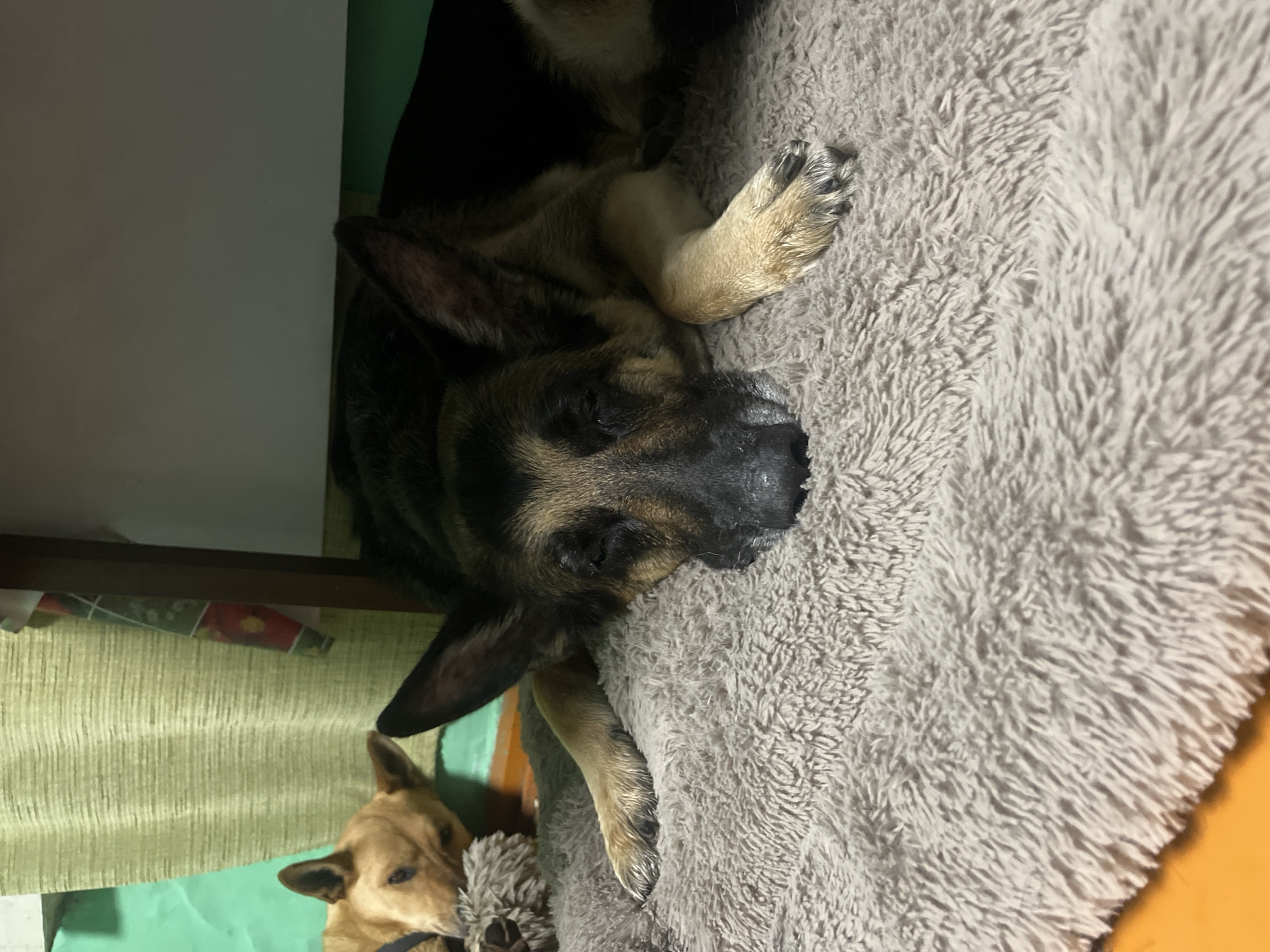 The image captures two dogs in a dimly lit indoor setting, likely a home in Nizhny Tagil, Russia. The primary subject is a large, dark-colored dog, resembling a German Shepherd, sleeping soundly on its side on a thick, fluffy gray blanket or dog bed. Its eyes are closed, and its front paws are tucked beneath it, conveying a sense of peace and relaxation.
In the bottom left portion of the frame, a smaller, light brown dog is partially visible. This dog appears to be awake, with its head slightly turned and looking upwards, though its expression is neutral. Behind the smaller dog, a light green, vertically textured fabric, possibly a curtain or wall covering, is visible, along with a narrow strip of patterned paper above it. The overall lighting is dim, suggesting either an evening setting or an area with subdued illumination. No visible text is present in the image.