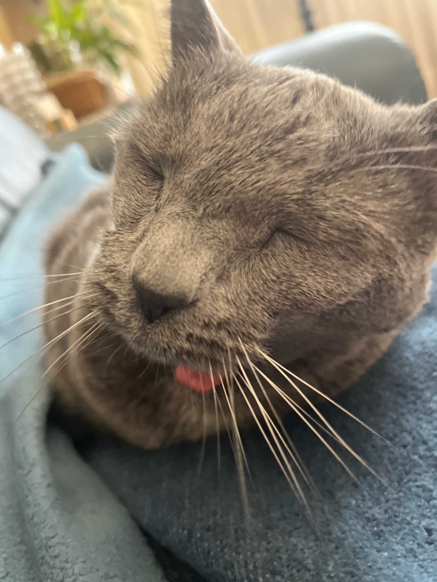 A close-up, eye-level shot shows a grey cat with its eyes closed, its tongue sticking out. The cat is lying on a blue blanket. The background is blurred and shows a potted plant, a light-colored shelf, and a dark chair. The lighting is natural and appears to be from a window. The cat's fur is short and appears to be groomed. The cat's whiskers are long and white, fanning out from its nose. The tongue is bright pink and appears to be slightly curled. The overall mood of the image is peaceful and relaxed.