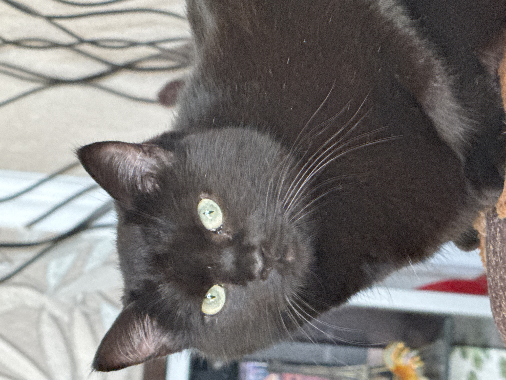 A close-up, eye-level shot shows a black cat with green eyes. The cat is facing the camera, with its head slightly tilted. The background is out of focus, but appears to be an indoor setting with a light-colored wall and some vertical elements. The cat's fur is short and dark, with some lighter fur around its muzzle and on its chest. Its whiskers are long and white. The image does not provide any information about the location in Bishkek City, Kyrgyzstan.