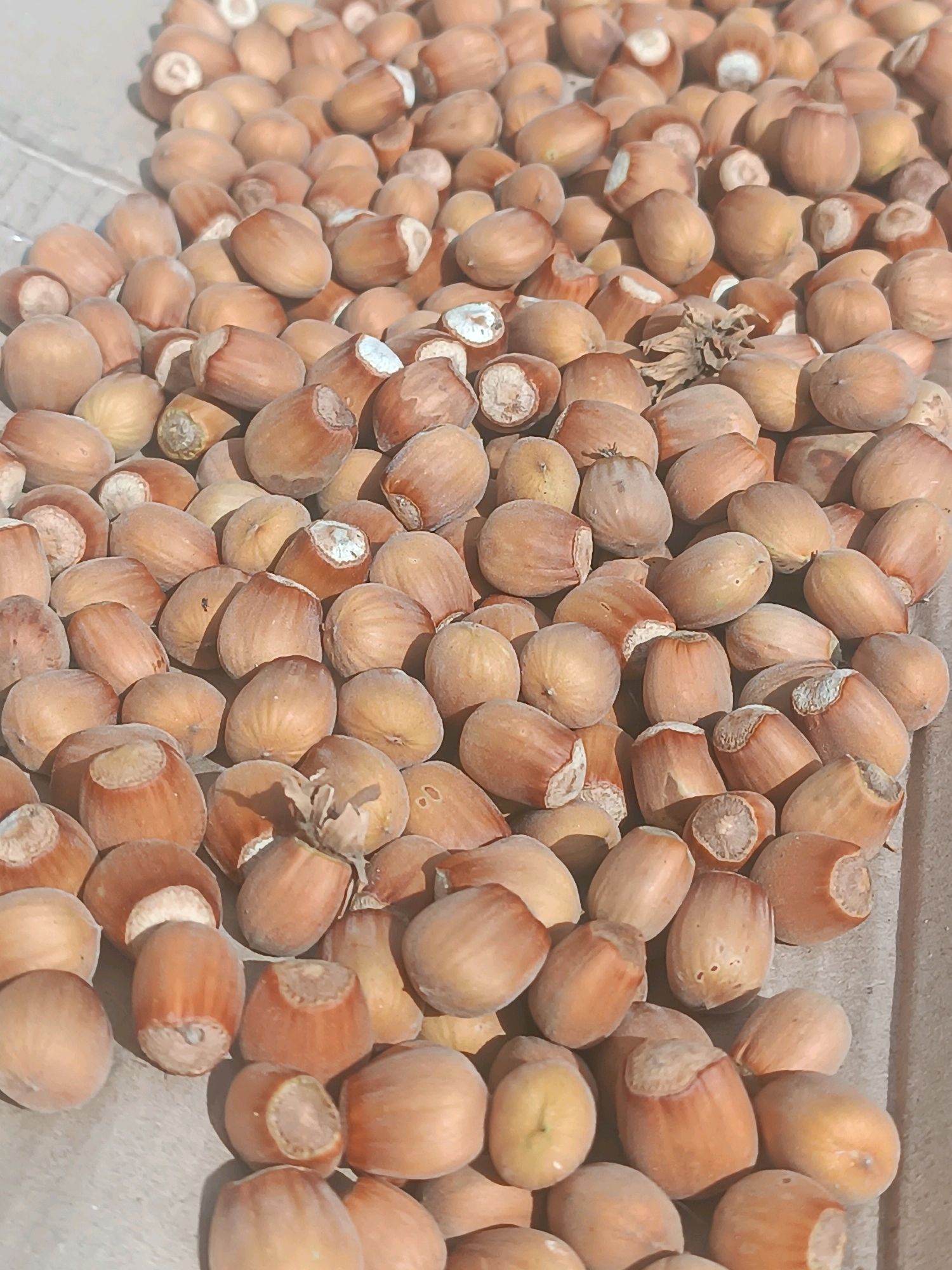 The image displays a close-up, overhead view of a large pile of hazelnuts. The nuts are predominantly light brown with some darker brown and reddish hues. Many of the hazelnuts are in their shells, and some show the characteristic pointed end and the lighter colored cap where the shell has been removed or broken. The hazelnuts are scattered across a textured, light-colored surface that appears to be concrete or a similar material. The lighting suggests an outdoor setting, possibly in direct sunlight, creating shadows among the nuts. The background is slightly out of focus, but it seems to be a continuation of the same textured surface. No people are visible in the image, and there are no discernible landmarks to indicate a specific city or location. The image appears to be a still life photograph of harvested hazelnuts.