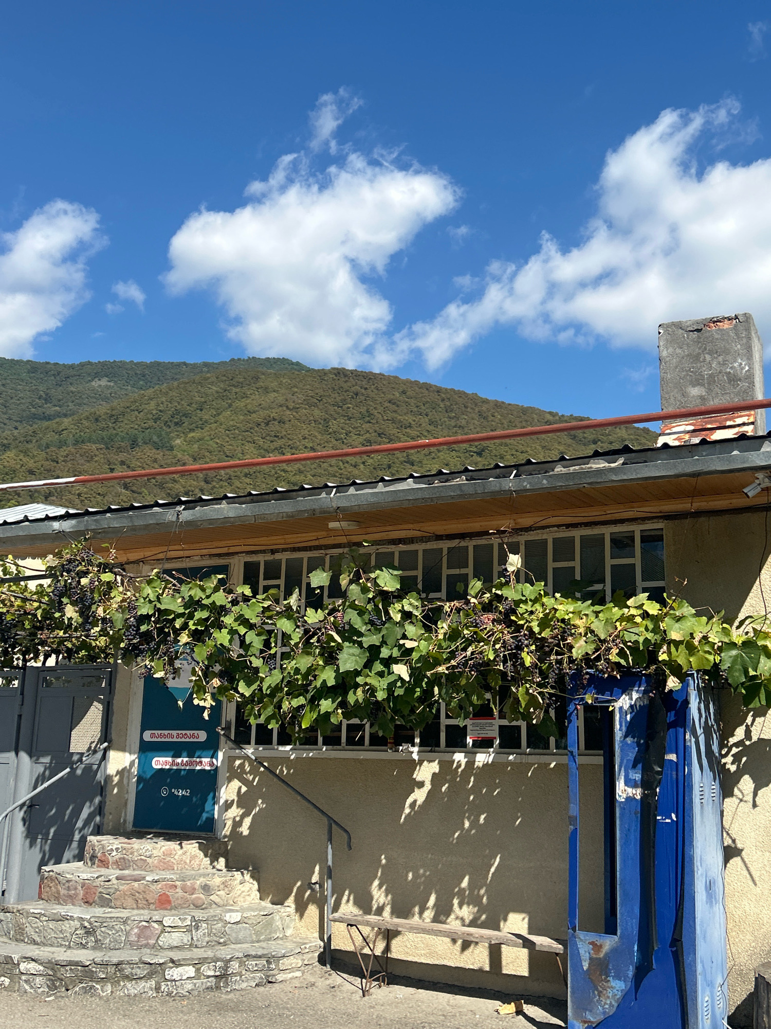 In the city of Tsikhisdziri, Georgia, a building with a corrugated metal roof is partially obscured by a vine-covered trellis. The trellis is laden with ripe dark grapes. A blue door is situated below the trellis, with stone steps leading up to it. The door has two signs with Georgian text. To the right of the door, a tall, blue, metal structure, possibly an old dispenser or cabinet, stands with its front panel missing. A simple wooden bench is placed near the blue structure. The building's facade is a light beige color, and a row of windows with white frames runs horizontally above the entrance. In the background, a lush, green, tree-covered mountain slopes upwards towards a bright blue sky with scattered white clouds. A concrete chimney stands on the right side of the roof.