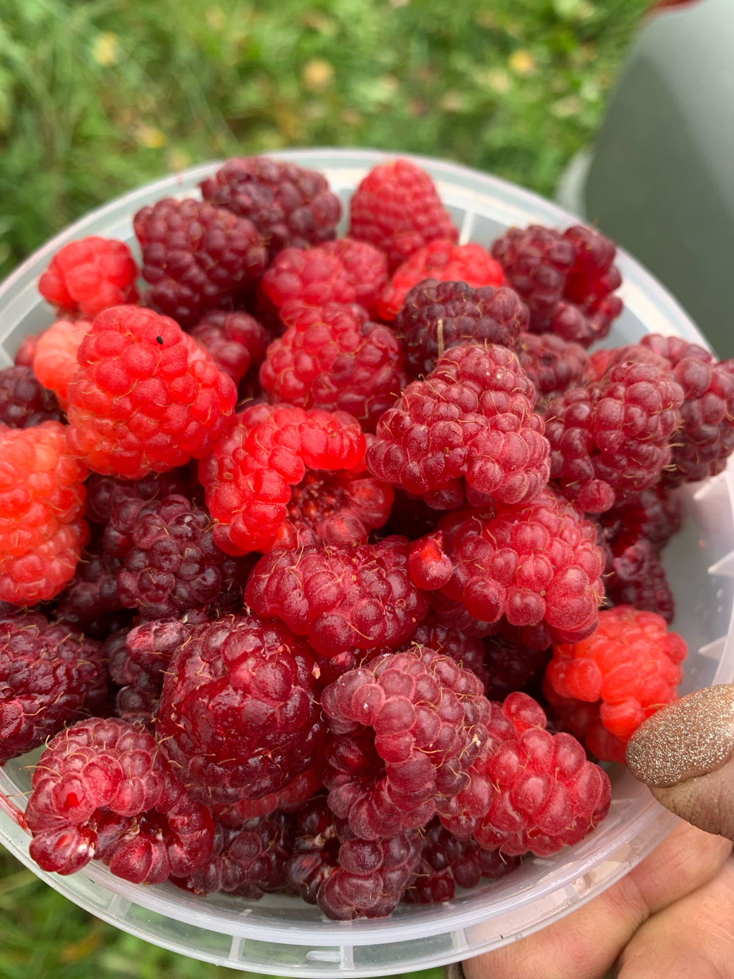 A close-up, overhead shot shows a bucket overflowing with ripe raspberries of varying shades of red and dark red. The berries are densely packed, with some appearing plump and others slightly softer. A person's hand, adorned with glittery nail polish, is visible on the right side of the frame, gently holding the bucket's rim. The background is softly blurred, suggesting an outdoor setting with green foliage, possibly a garden or a field in Novostroika, Russia. The lighting is natural and bright, highlighting the vibrant colors and textures of the fruit.