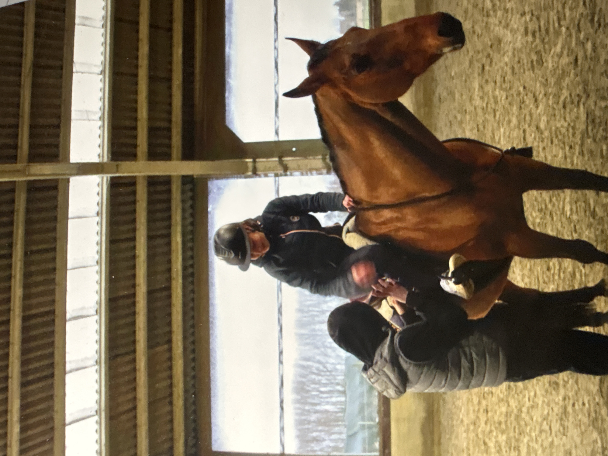 This image captures an indoor equestrian scene, likely an arena or stable, located in Estaimpuis, Belgium. A chestnut-colored horse, equipped with a bridle and saddle, stands on a sandy or soft riding surface. A rider is mounted on the horse, wearing a black riding helmet and a dark jacket. To the side of the horse, another individual, dressed in a dark hooded jacket, stands on the ground, seemingly interacting with the rider or adjusting the horse's tack. This suggests a riding lesson or the preparation for one.
The scene is illuminated by natural daylight entering through large windows along the left side of the frame. The outdoor view through these windows shows a landscape with light-colored ground and sparse vegetation, indicative of a cold season, possibly winter. The interior structure features prominent wooden beams and supports in the ceiling and walls, consistent with an indoor riding facility. The overall impression is one of focused activity within a well-lit, functional equestrian environment. No visible text is present in the image.