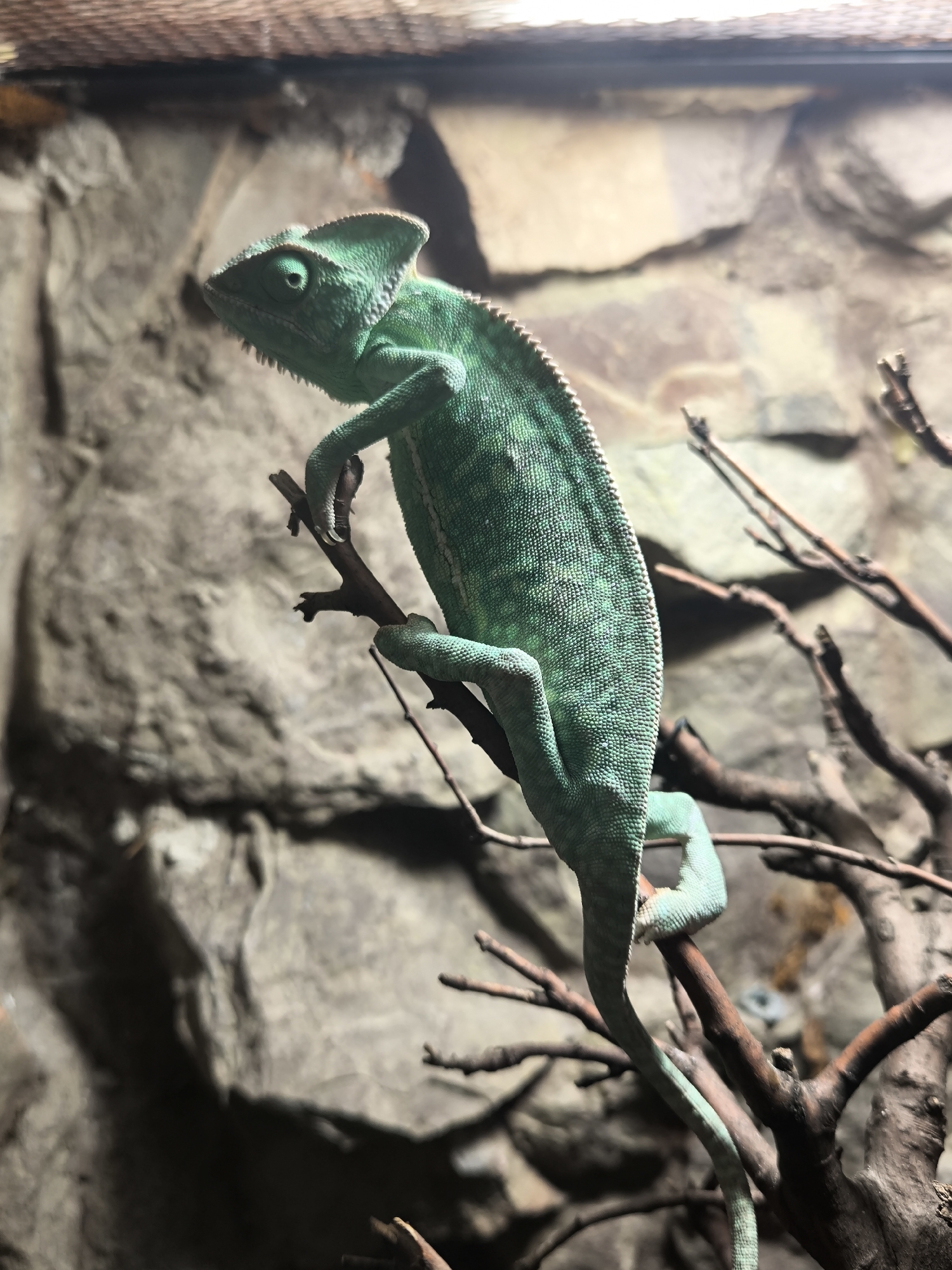 The image shows a vibrant green chameleon perched on a thin branch. The chameleon is in profile, facing left, with its head slightly raised and its distinctive casque clearly visible. Its body is elongated and textured with small, hexagonal scales. The chameleon's tail curls around another branch, demonstrating its prehensile grip.
The background consists of a rough, textured rock wall, suggesting an enclosure like a terrarium or zoo exhibit. The lighting appears to be artificial, casting some shadows and highlighting the chameleon's scales. The overall mood is one of quiet observation, with the chameleon appearing alert and still.
The scene evokes a sense of the natural world within a controlled environment. The focus is entirely on the chameleon and its immediate surroundings, creating an intimate portrait of this fascinating reptile. The image captures the unique anatomy and camouflage abilities of a chameleon, highlighting its adaptation to its environment.
No text is visible in the image. The location context of Yerevan, Armenia, does not provide any specific visual cues within the image itself, as the scene is a generic representation of a chameleon's habitat. The time of day and weather are not discernible.