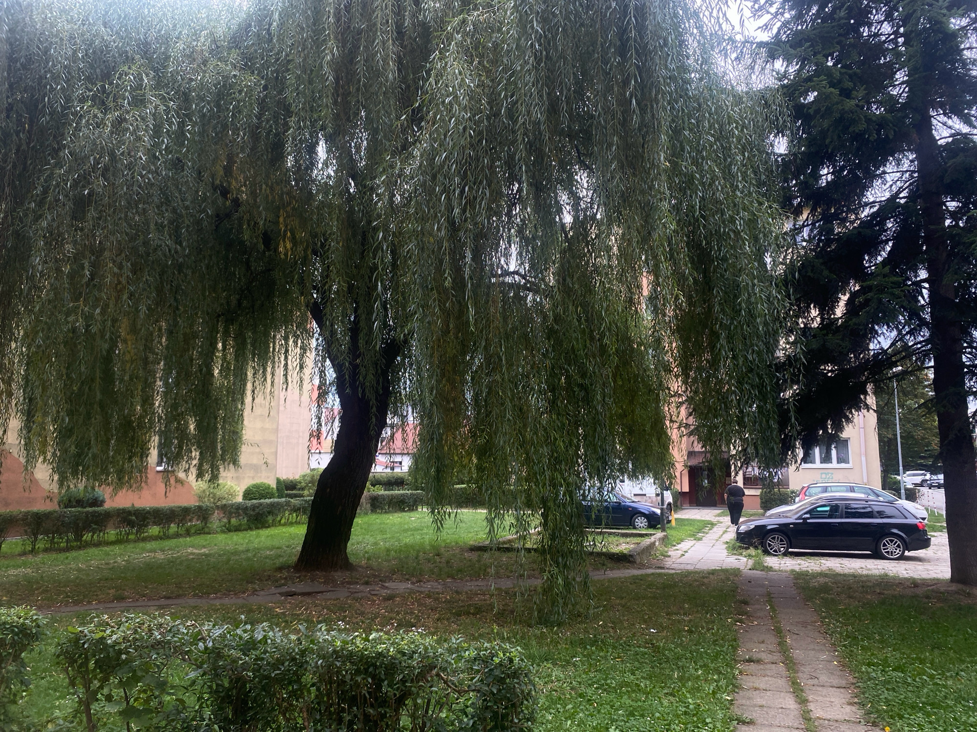 A courtyard area features a large weeping willow tree dominating the foreground, its branches hanging low over a grassy area and a concrete pathway. To the right of the willow, a black station wagon is parked on the pathway, facing left. Beyond the pathway and willow, a light-colored building with windows is visible. Further to the right, a dark evergreen tree stands tall. A person in dark clothing is walking away from the camera on the pathway towards the building. In the background, other parked cars and a portion of another building can be seen. The scene appears to be in a residential area of Nowy Sącz, Poland.