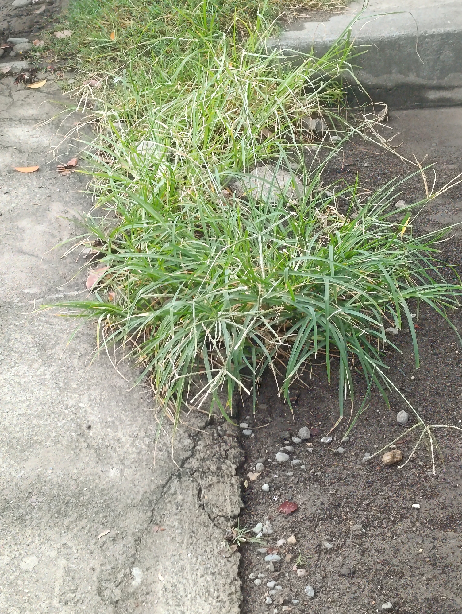 The image shows a close-up, eye-level view of a patch of grass growing along the edge of a concrete sidewalk or curb. The grass is predominantly green with some dry, straw-colored blades mixed in, and it appears somewhat overgrown and wild. The ground is a mix of soil, small pebbles, and a few scattered dry leaves. The concrete edge is rough and weathered. The lighting suggests it is daytime, with no direct sunlight creating harsh shadows. The setting appears to be an outdoor urban environment, possibly a park or roadside, in an unspecified location.