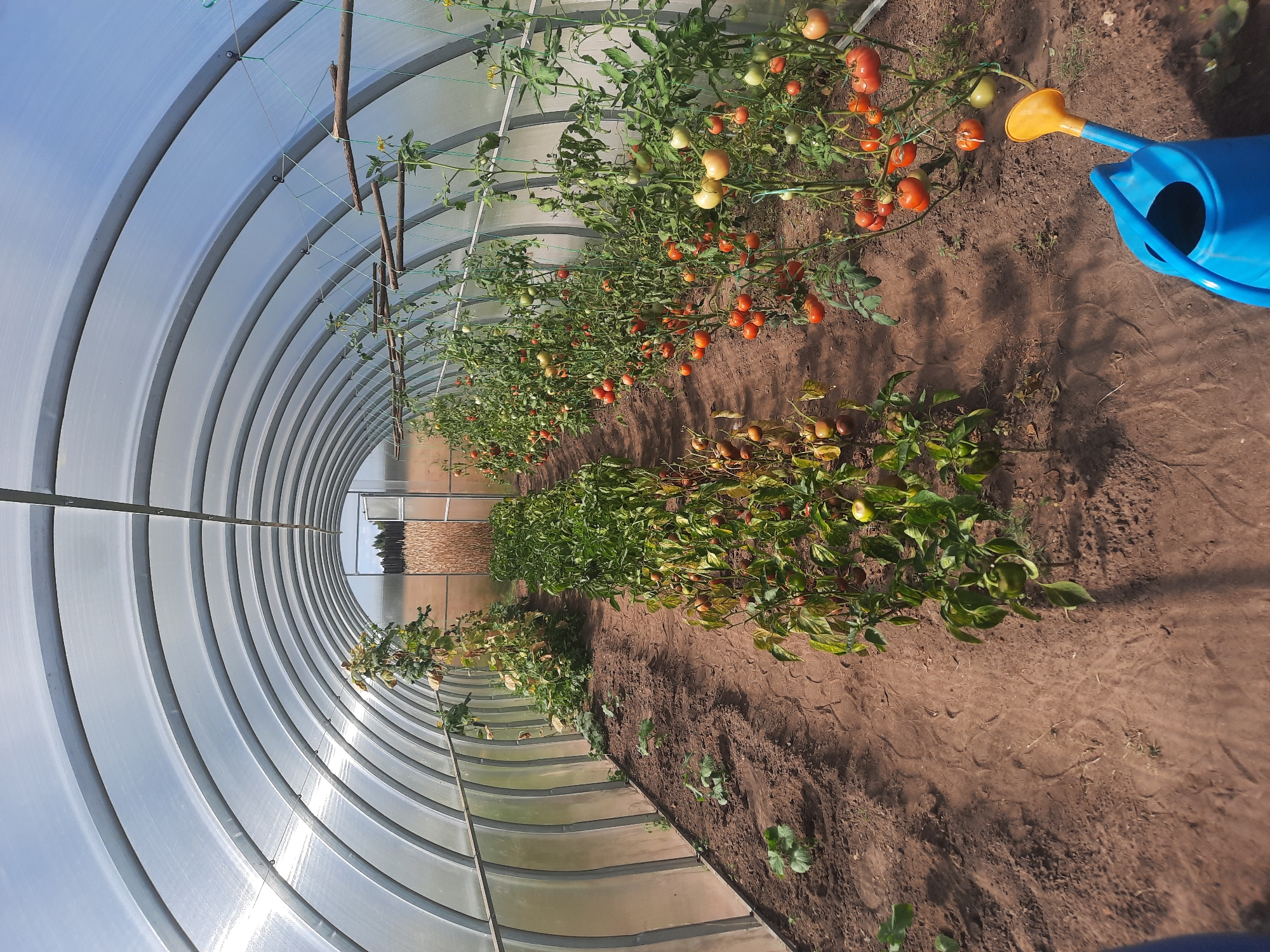 Inside a greenhouse, rows of tomato plants laden with ripe red fruit line the right side of a dirt pathway. To the left, smaller plants, possibly peppers or other vegetables, are growing. The greenhouse has a curved, transparent roof supported by metal arches, allowing sunlight to filter through. A blue and yellow watering can sits on the ground near the front right of the image. In the background, a doorway is visible, leading to an outdoor area with dry vegetation. The scene is likely located in a garden or agricultural setting, potentially in or around the city of Shklov, Belarus, given the presence of a greenhouse.