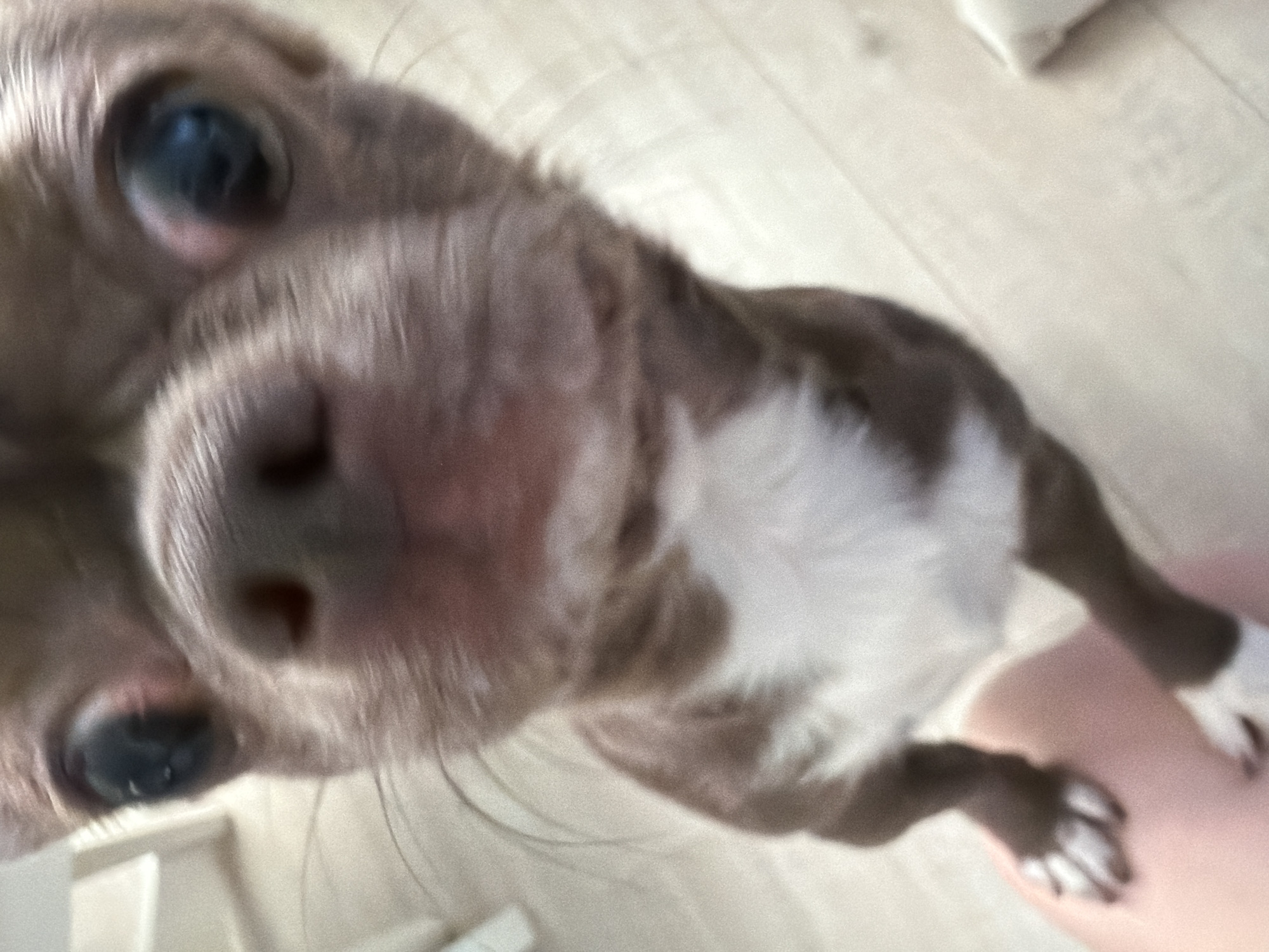 A close-up, slightly out-of-focus image shows a brown and white chihuahua dog. The dog's face, including its eyes and nose, are the primary focus. Its paws are also visible. The background includes a light-colored wooden floor. The location in Votkinsk, Russia, is not identifiable from the visual information provided.