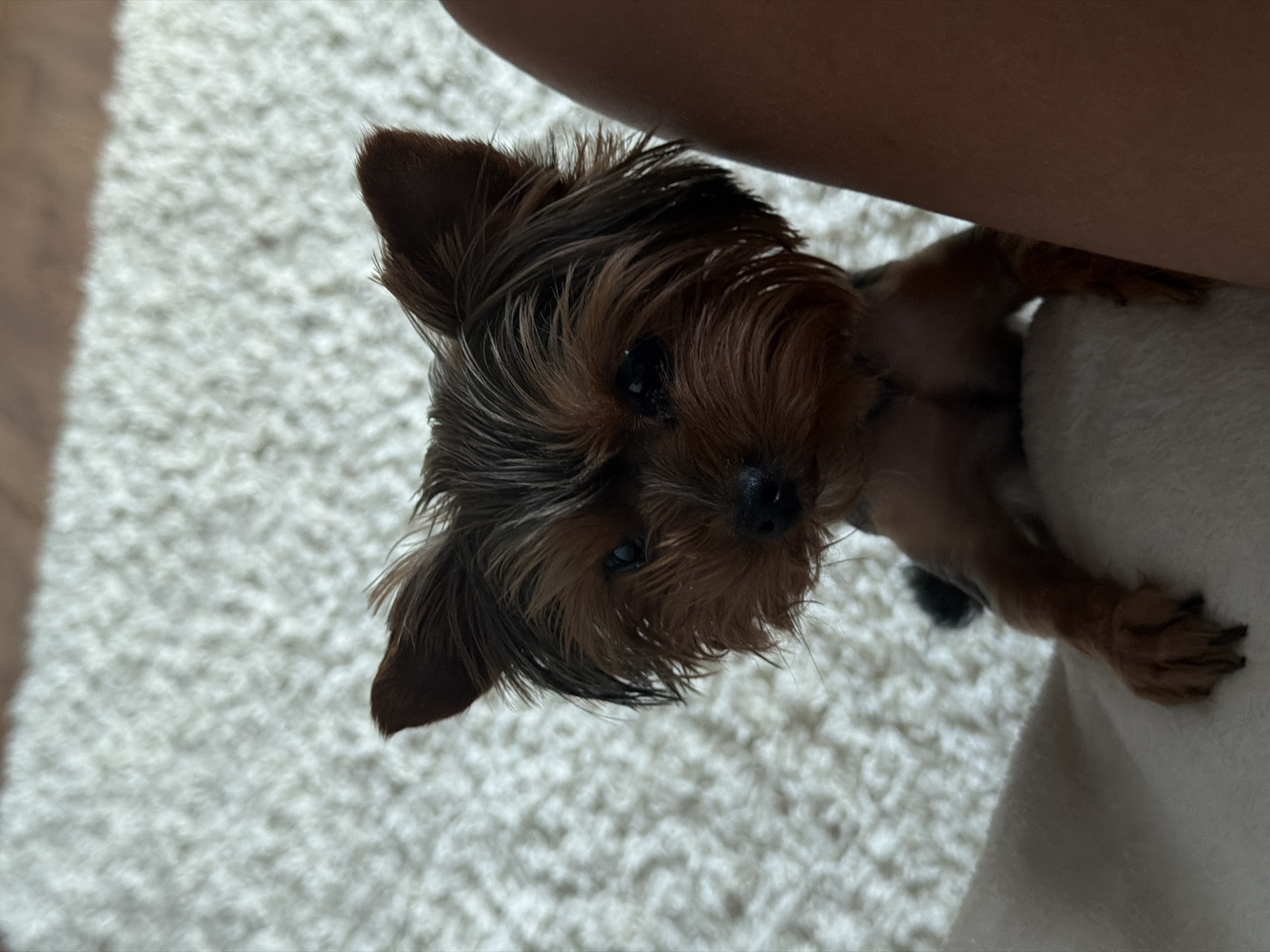 A brown and tan Yorkshire Terrier is positioned on a white textured blanket and beige carpet. Part of an arm is also visible. The location is not discernable.