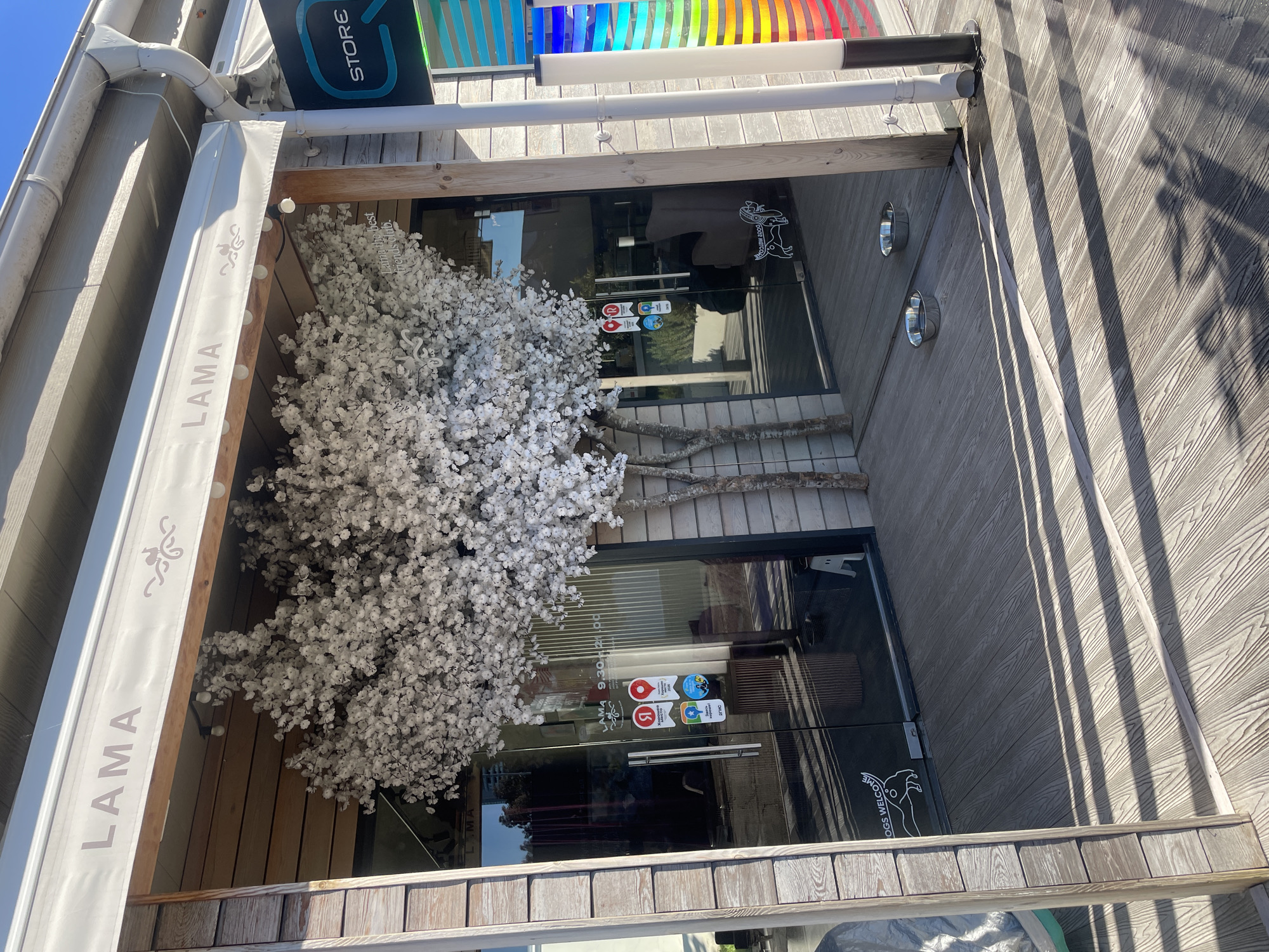 The image captures the sunny exterior entrance of a building, likely a store or cafe, in Sochi, Russia. The facade features horizontal wooden planks. A white awning extends over the entrance, prominently displaying "LAMA" in large, sans-serif letters. Below the awning, a dense arrangement of artificial white blossoms, resembling cherry or apple blossoms, fills the space to the left of the double glass doors, creating a decorative and inviting atmosphere.
The glass doors display several pieces of information and branding. "LAMA 9.30-21.00" indicates the operating hours. A silhouette of a dog accompanies the text "DOGS WELCOME" on the lower right door, complemented by two silver pet bowls built into the wooden wall to the right of the entrance. Another phrase, "Lama the best friends club," is also visible on the glass. Various stickers for local services or payment methods are affixed to the door, including a red location pin icon with Russian text and a star rating sticker.
Above the entrance, a black sign with "STORE" written in white lettering is visible, along with a colorful striped element that resembles a rainbow, possibly a light fixture or decorative panel. The scene is illuminated by bright daylight, casting strong, defined shadows across the wooden surfaces, suggesting it is mid-morning or afternoon. Wooden decking forms the ground leading to the entrance, with some natural branches used as decorative elements near the doors. No people are visible, focusing the view solely on the establishment's exterior details.