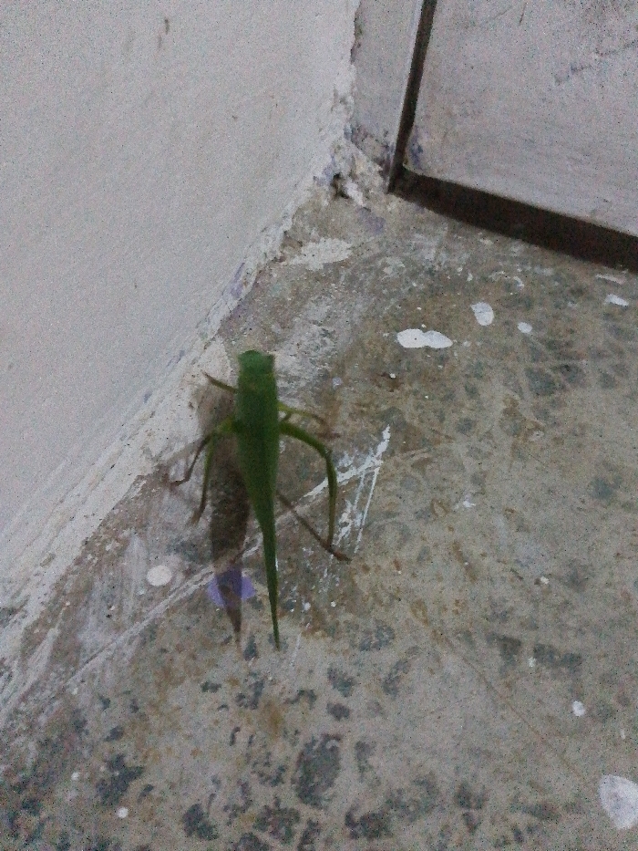 A green grasshopper stands out against the mottled gray concrete floor and white walls forming a corner. Paint splatters are visible on the concrete surface. A dark, metallic trim is seen along the edge of what appears to be a doorway or window frame. The grasshopper is positioned near the corner where the wall meets the floor.