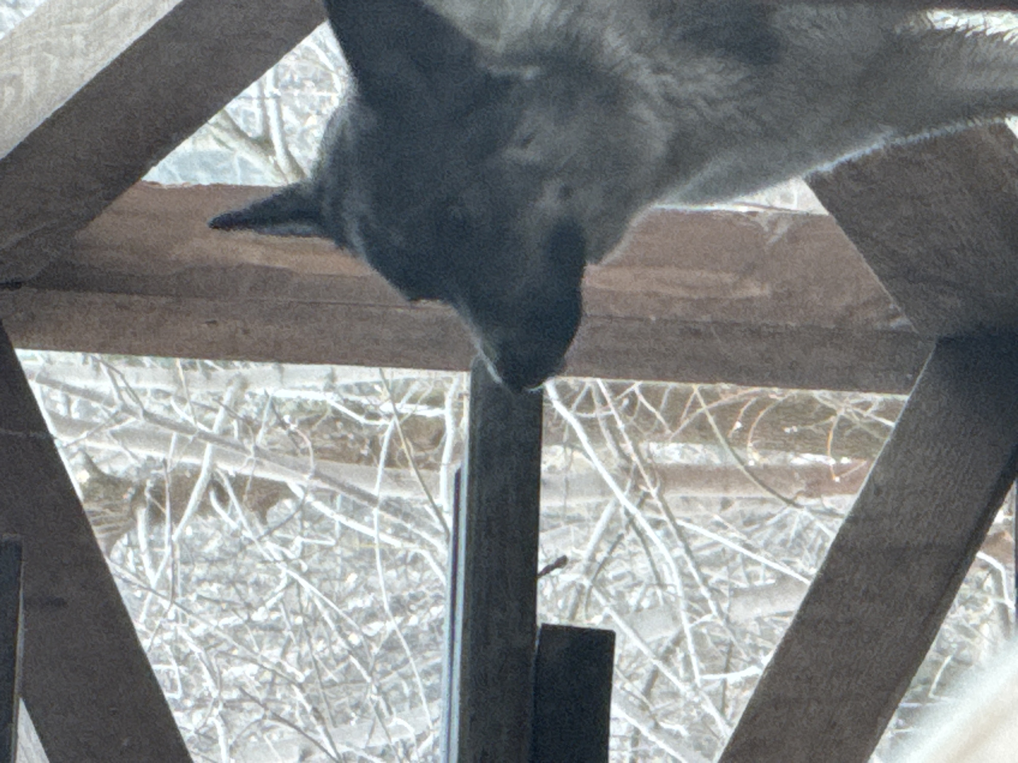 A medium-sized gray dog with pointy ears peers downward through a wooden structure, possibly a birdhouse or platform. The dog's head is the primary focus, angled downward with its snout near the center of the frame. The wooden structure consists of several planks forming a triangular or trapezoidal shape. In the background, out of focus, is a dense thicket of bare branches and twigs, suggesting a wooded area. The overall lighting is soft and muted, creating a somewhat subdued and naturalistic ambiance. Based on the information, the location is in Фоки, Russia.
