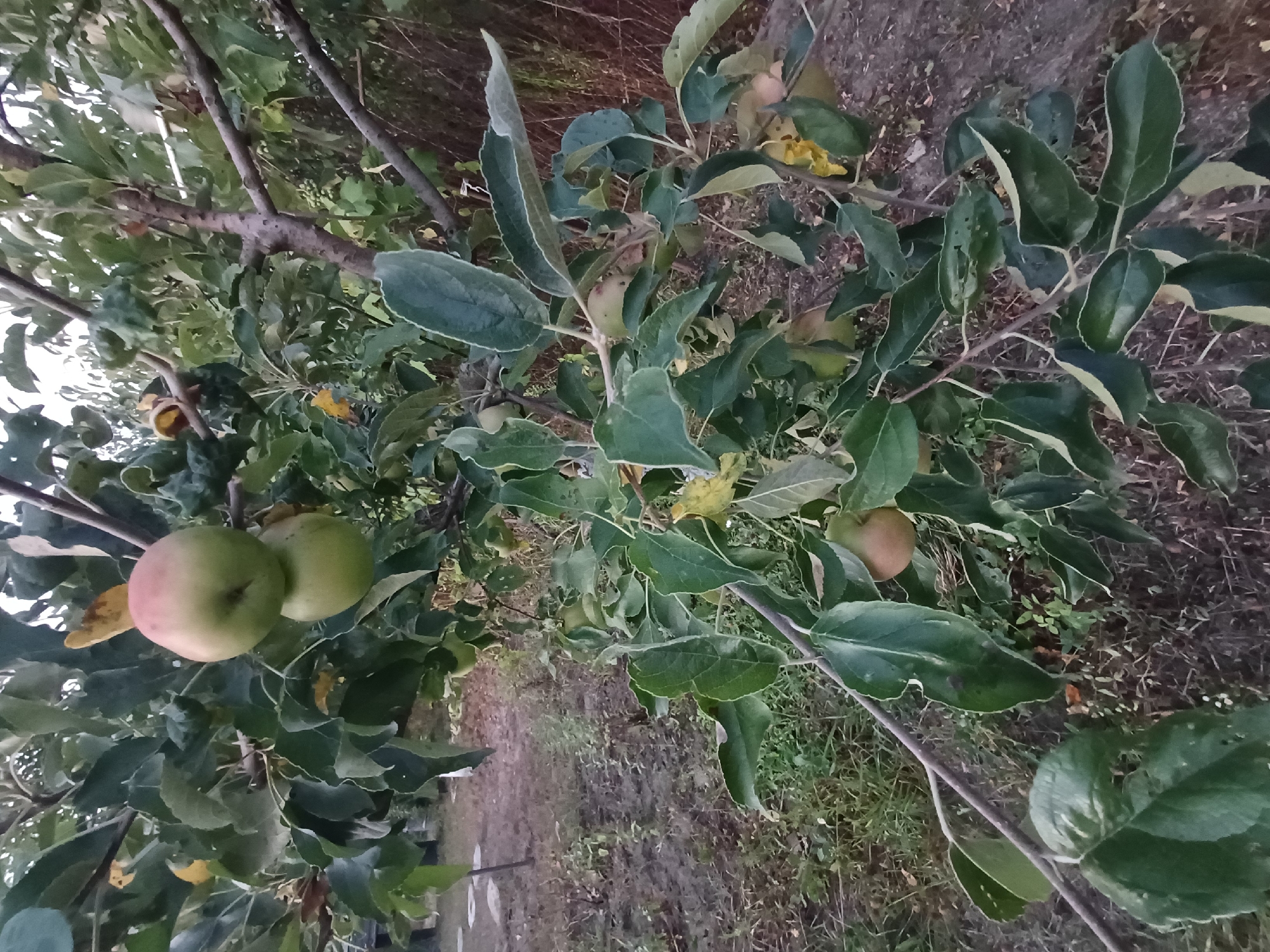 The image shows an apple tree with several apples and green leaves. The apples are varying shades of green and red, and appear to be ripe. The tree is in a garden setting, with a fence and overgrown vegetation in the background. The ground is covered in dirt and grass. There are no people or animals visible in the image. The scene is consistent with a backyard garden in Sulymivka, Ukraine.
