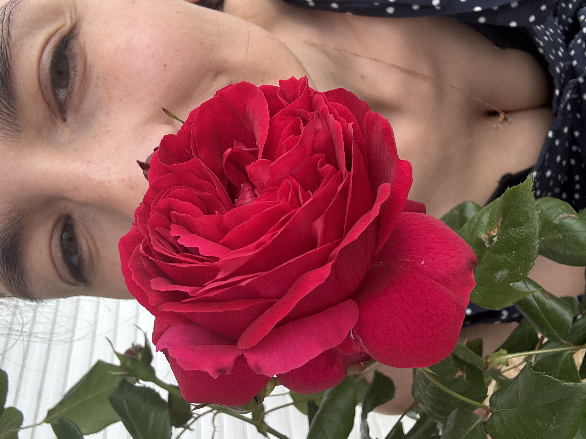 The image shows a woman's face next to a red rose. The woman has fair skin, brown eyes, and freckles. She's wearing a dark blue and white polka dot top and a gold necklace. The rose is large and fully bloomed, with green leaves visible around it. The background is blurred, but appears to be a white structure. The location in Sochi, Russia cannot be determined from the visual information in this image. There is no evidence of the city.