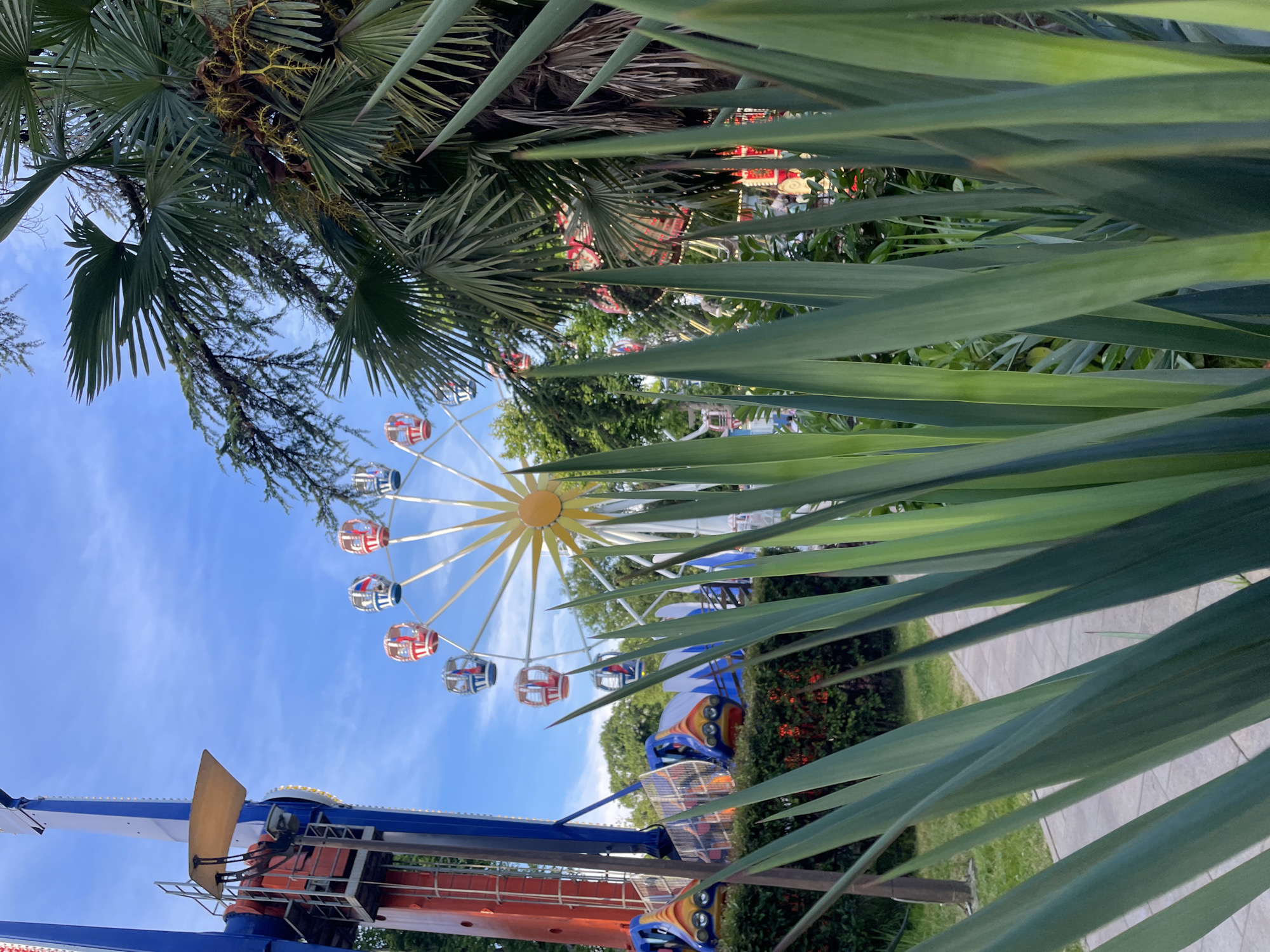 The image depicts an amusement park in Sochi, Russia, as suggested by the presence of a Ferris wheel, a drop tower ride, and lush palm trees. The scene is captured from a low angle, with a pathway and green foliage in the foreground, partially obscuring the amusement park attractions. The sky is clear and blue, with scattered clouds. The rides are brightly colored, suggesting a lively and festive atmosphere. The Ferris wheel has gondolas that appear to be red, white, and blue, while the drop tower is primarily red and blue. The overall impression is one of a sunny day at an amusement park, likely during the summer tourist season in Sochi.