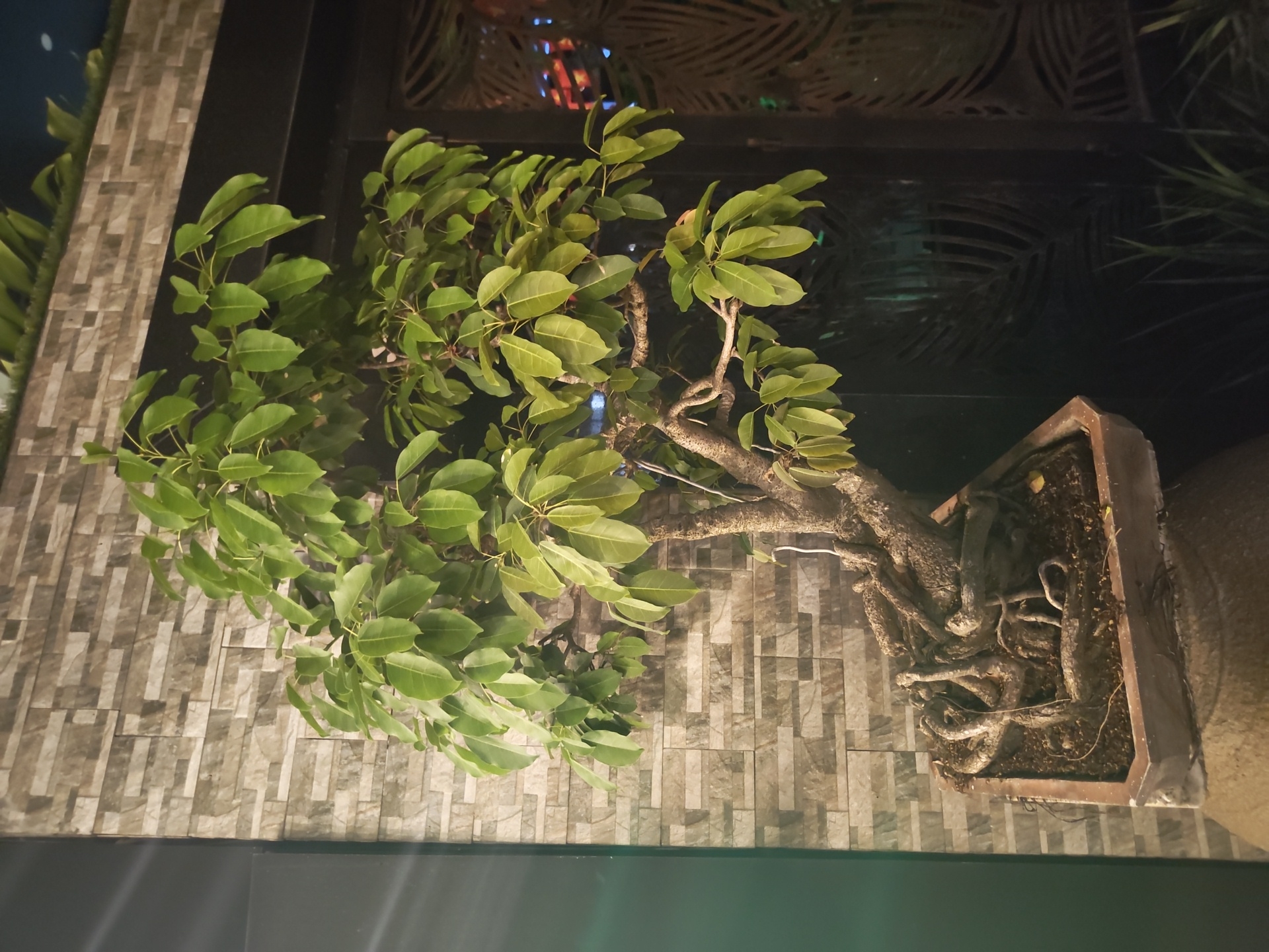 A potted bonsai tree with visible roots sits in front of a textured stone wall at night. The bonsai has lush green leaves and a gnarled trunk. To the right of the bonsai, a dark gate with a leaf-like pattern is visible, and behind it, faint colorful lights suggest an indoor setting. In the foreground, the base of the pot rests on a larger, rounded object, possibly another pot or decorative element. The scene is illuminated by artificial light, casting subtle shadows. The location is identified as Bac Nha Trang Ward, Vietnam, likely an outdoor area of a building or establishment.