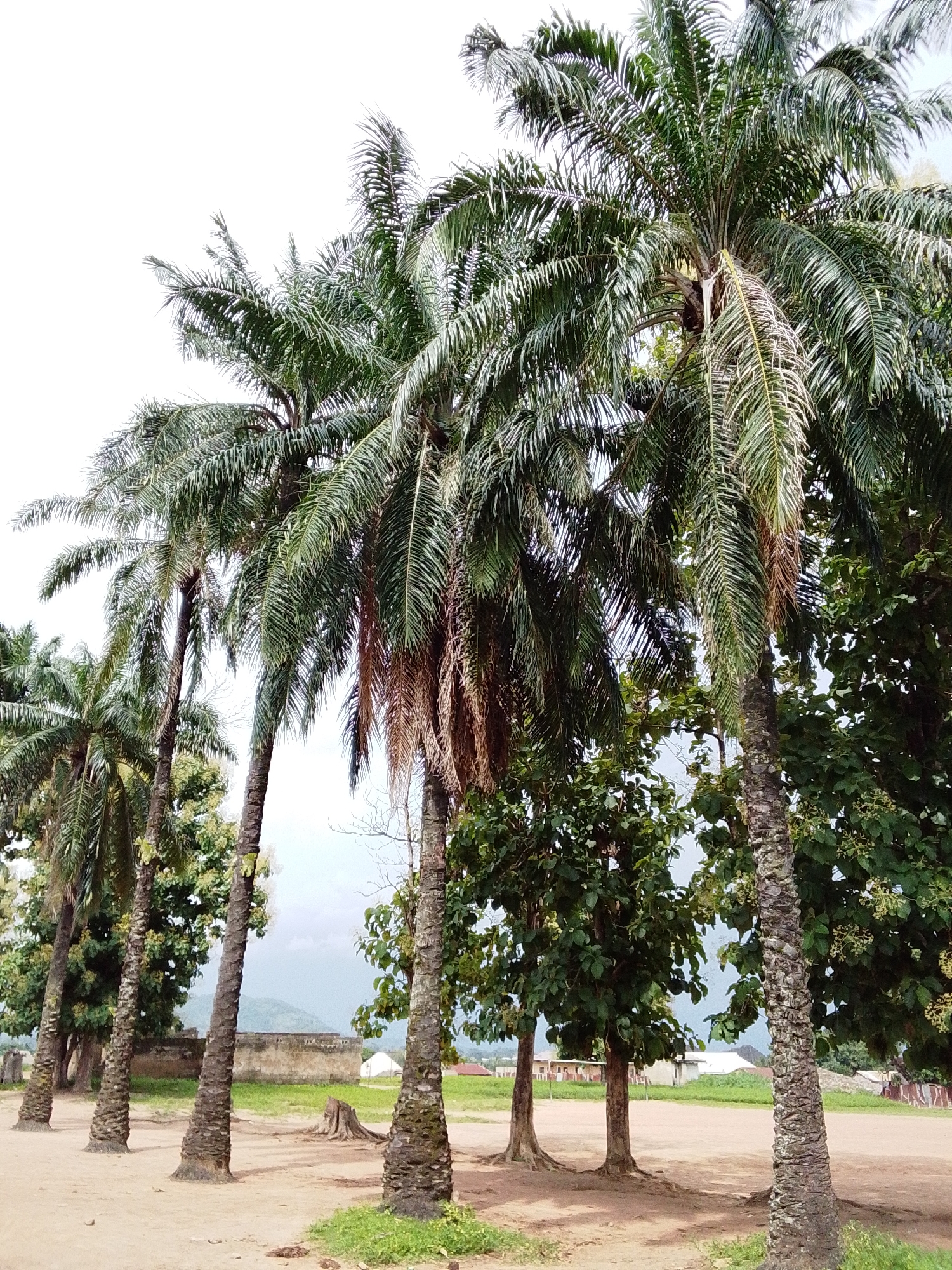 The image depicts a dusty outdoor scene with several palm trees in the foreground, some of which have shedding fronds. The palm trees are tall and slender with rough, textured trunks. Behind the palm trees, there are other deciduous trees with green foliage. In the mid-ground, there is a low, weathered stone wall and a patch of green grass. Further in the background, there are a few small structures with white roofs and some trees. In the far distance, a hazy mountain range is visible under a bright sky. The overall environment appears to be rural or semi-rural, with a dry, sandy ground surface. There are no people or animals visible in the image. The location is identified as Serti, Nigeria.