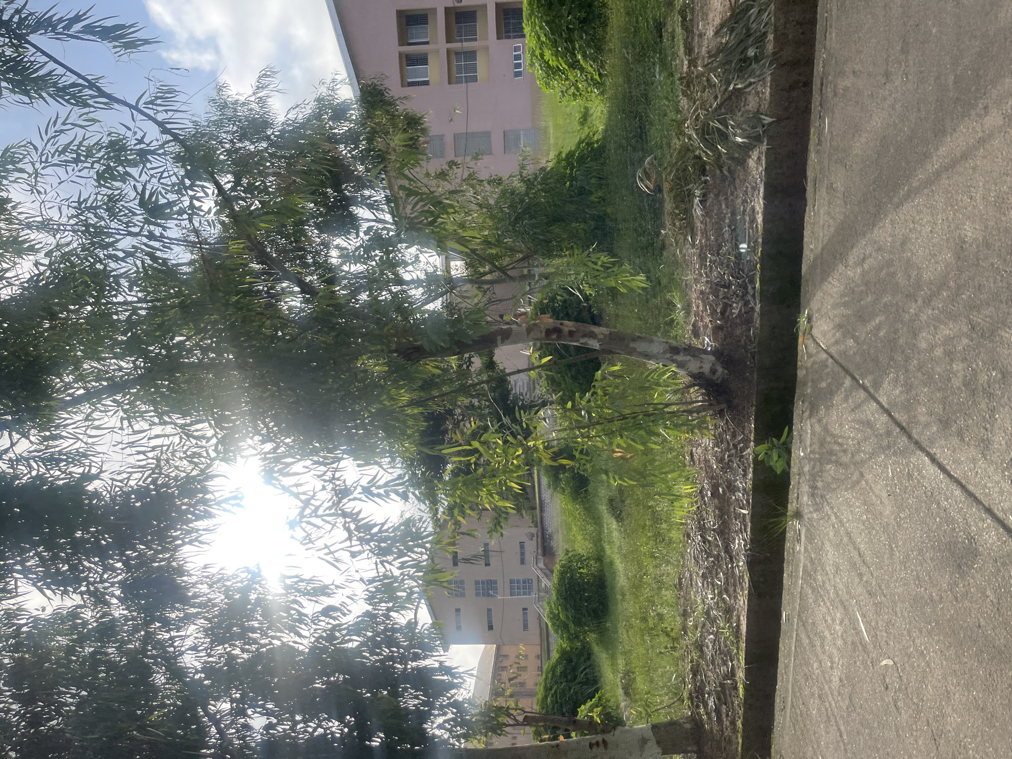 In Jos, Nigeria, an outdoor scene depicts a paved pathway in the foreground, leading to a grassy incline covered in dry leaves and debris. A thin, light-colored tree trunk is visible on the left, with branches extending upwards and creating a canopy of green leaves that partially obscures the sky. The sun shines brightly through the foliage, creating a lens flare effect. In the background, a light pink, multi-story building with numerous windows stands on the elevated grassy area. Another building, possibly lighter in color, is partially visible to the left of the main building. Bushes and trees are scattered across the landscape between the pathway and the buildings. The sky is partly cloudy with a clear blue sky visible in some areas.
