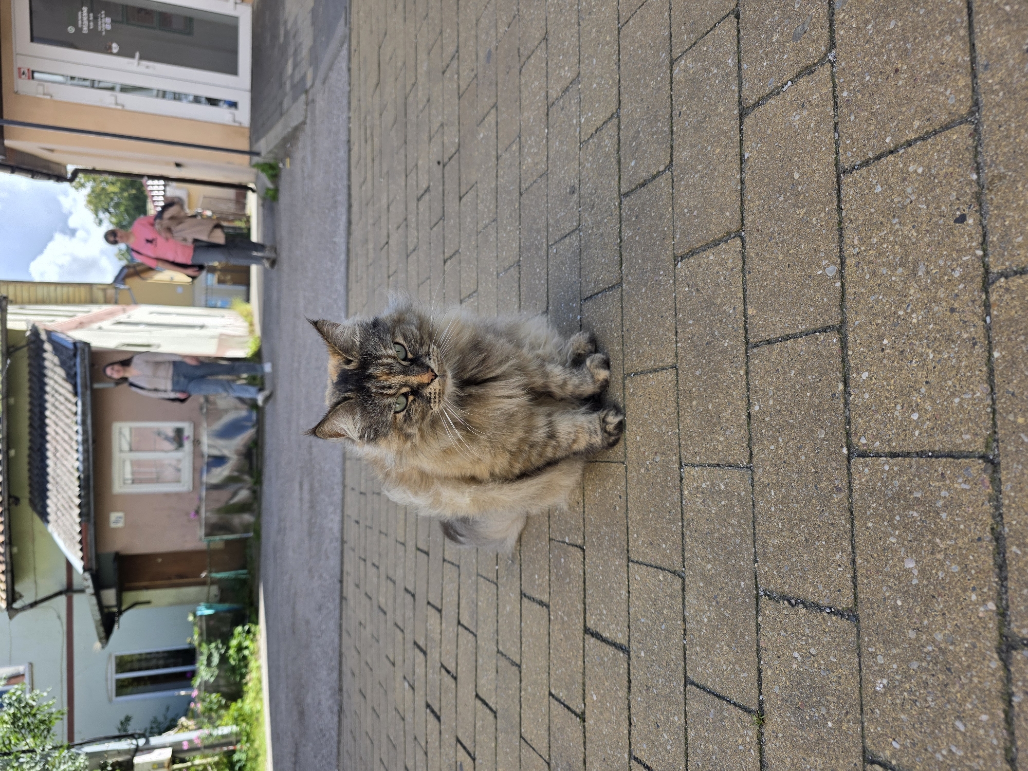 A fluffy, medium-haired cat with tabby and calico markings sits on a paved walkway in front of a building. The cat is facing the camera, with green eyes and a slightly displeased expression. The walkway is made of rectangular, beige-colored paving stones. In the background, two women are walking away from the camera down the street. One woman, wearing a pink shirt and grey pants, carries a beige jacket over her arm. The other woman, in a light-colored top and blue jeans, walks ahead of her. Buildings line the street, one with a pink facade and the other a light green one. The scene appears to be in Zelenogradsk, Russia.