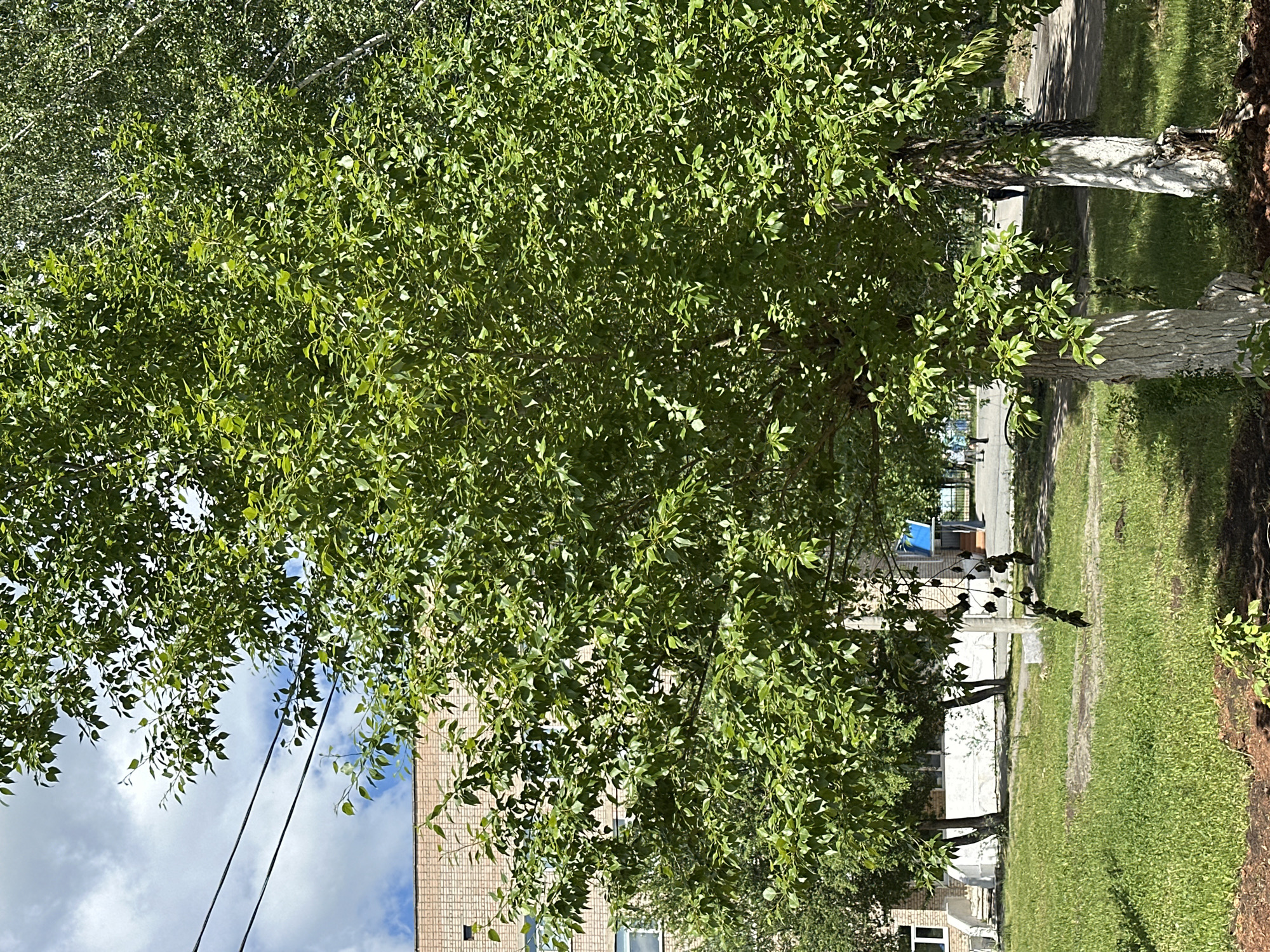 The image depicts an outdoor scene in the city of Uchaly, Russia, on a bright, sunny day with scattered clouds. In the foreground, two trees with white-painted trunks stand on a patch of dark soil. Beyond these trees is a well-maintained grassy area. In the middle ground, a paved path runs through the scene, with more trees and vegetation bordering it. To the left, a light-colored brick building with horizontal window lines is visible. Several people are present in the middle and background, walking along the path. A utility pole stands near the center of the frame. The overall environment suggests a public space, possibly a park or the grounds of an institution, within the city.