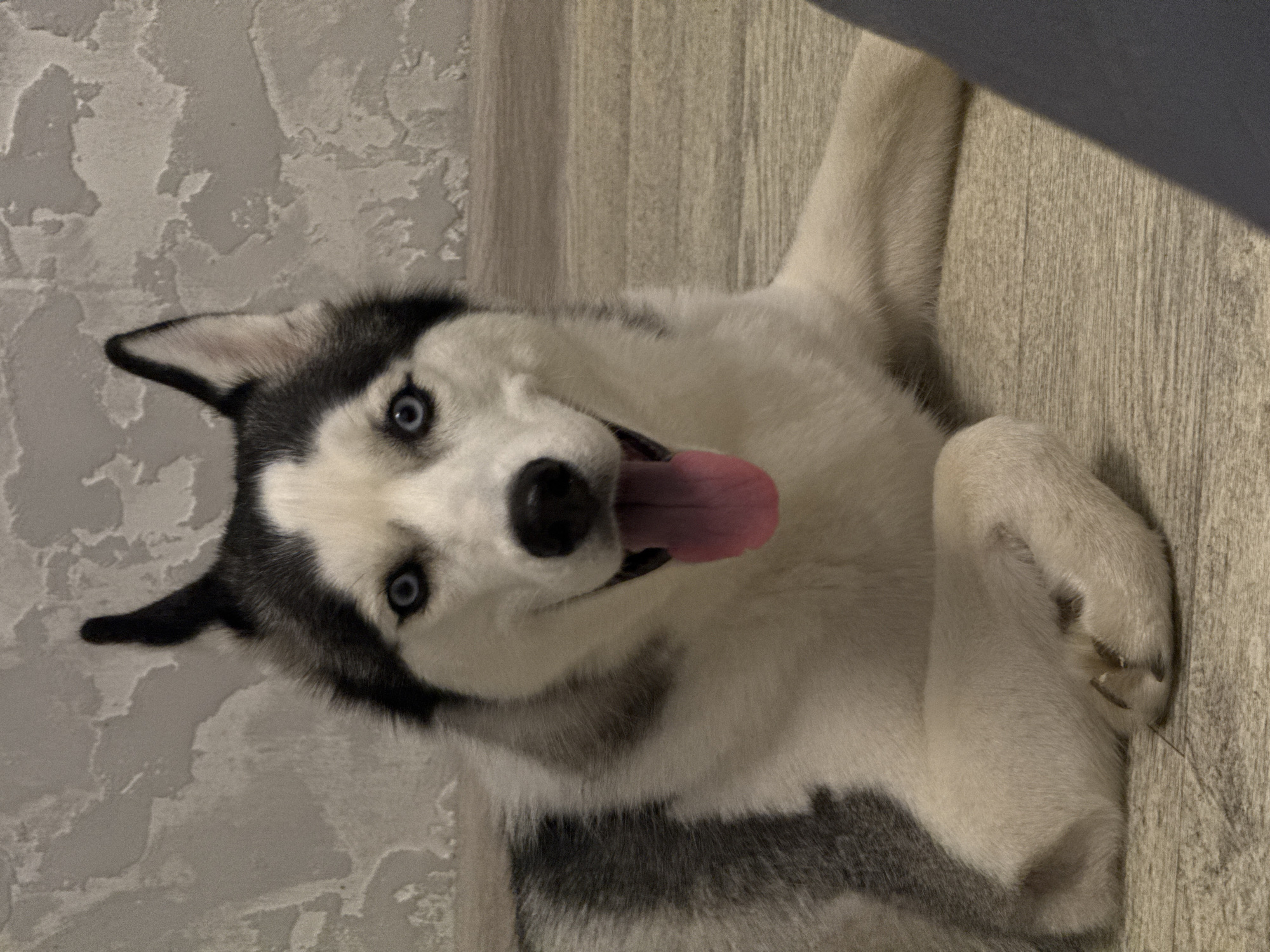 A black and white husky dog is depicted lying on its back, looking directly up at the camera. The dog has striking bright blue eyes and a black nose. Its pink tongue is playfully lolling out of its mouth, suggesting a happy or relaxed demeanor. The fur on its face, chest, and belly is predominantly white, contrasting with the black markings around its eyes, ears, and parts of its body. Grey and white patches are visible on its side and paws.
The background consists of two distinct surfaces. To the left of the dog, there is a light grey wall with a rough, textured, possibly stucco or peeling paint finish. Underneath and to the right of the dog, there is a light-colored wooden floor with visible vertical plank lines. A dark, angular shadow or object partially covers the top right corner of the frame, falling across the wooden floor. The overall lighting suggests an indoor setting, possibly with natural light. There is no visible text in the image.