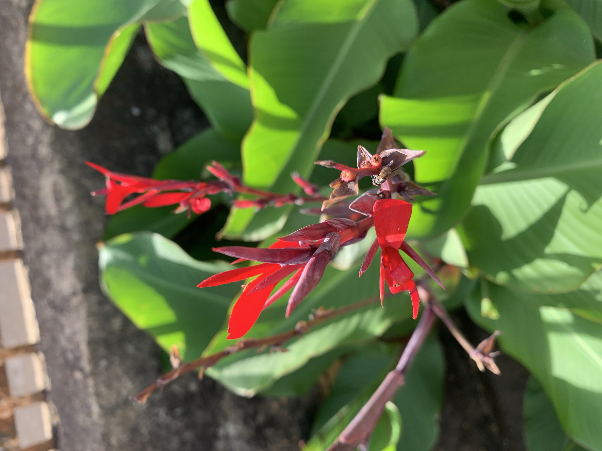 The image depicts a Canna Lily plant with vibrant red flowers and broad, green leaves. The plant appears to be growing outdoors, with a concrete wall partially visible in the lower left corner. The setting is outdoors in daylight. The location, Rafin Par, Nigeria, is based on user input and not identifiable within the image. There are no people visible.