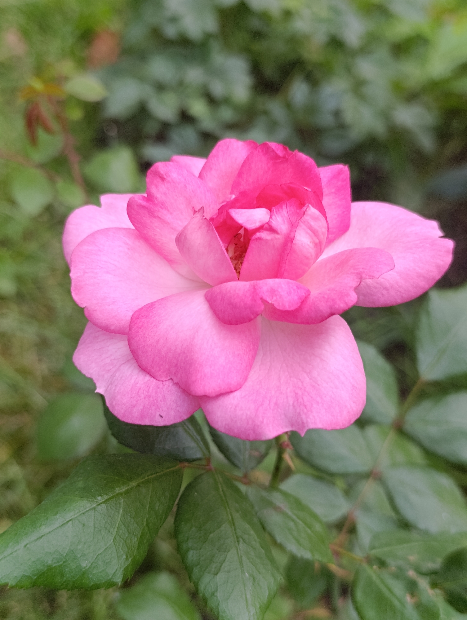A close-up, vertical, eye-level, outdoor shot shows a vibrant pink rose in full bloom. The rose's petals are soft and layered, with the inner petals a deeper shade of pink, transitioning to a lighter pink towards the outer edges. The flower is set against a blurred background of green foliage, suggesting a garden environment. No people are visible in the image. The image does not provide any information about the location of Bila Tserkva, Ukraine.