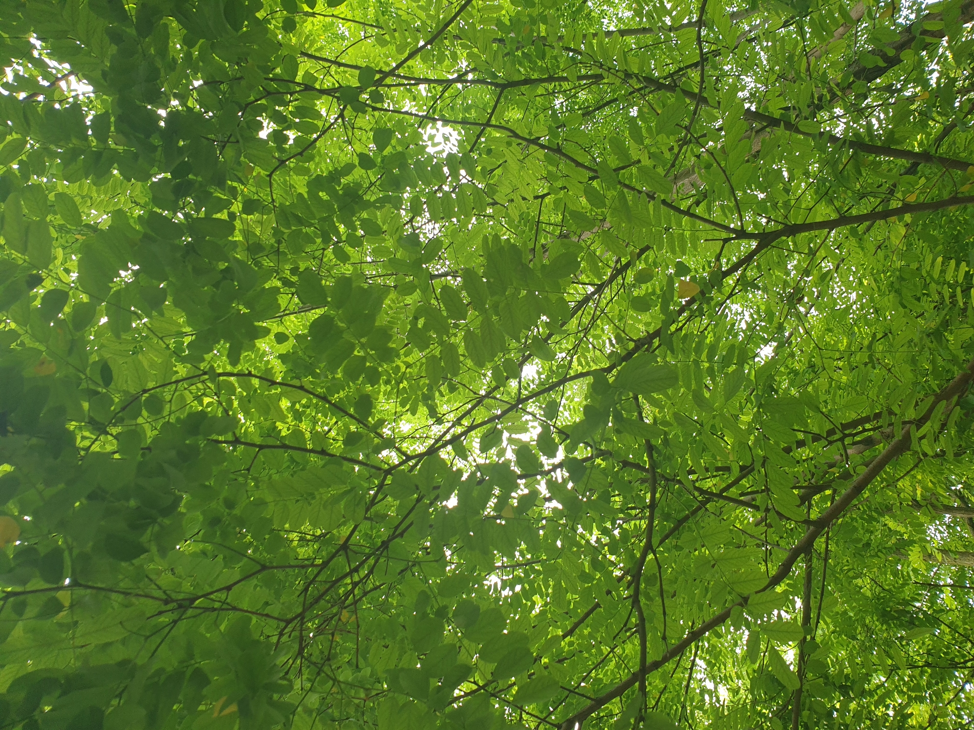The image captures a dense canopy of vibrant green leaves from a tree, with branches extending in various directions against a bright sky. The sunlight filters through the leaves, creating a dappled effect and highlighting the textures and patterns of the foliage. The scene appears to be an outdoor environment, likely a park or forest, as suggested by the abundance of natural elements. There are no visible people or man-made objects within the frame, focusing entirely on the natural beauty of the tree and its leaves. The location in Lozovyi Yar, Ukraine, suggests a specific geographical context for this natural setting.