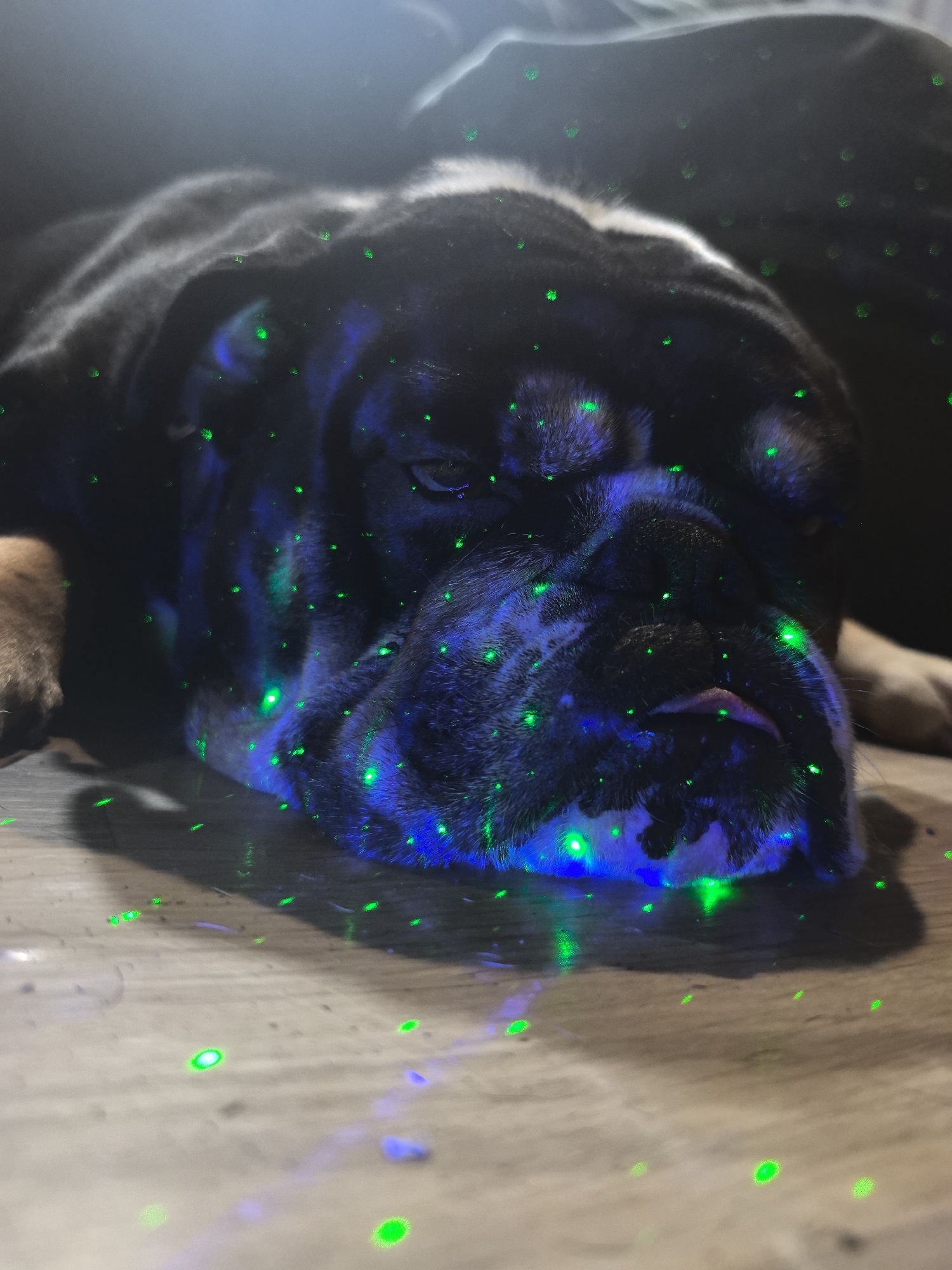A black and white bulldog lies on a wooden surface, its head resting on its paws. The dog's face and body are illuminated by green and blue laser lights, creating a scattered, speckled pattern. The dog's eyes are partially closed, and its tongue is slightly visible. The background is dark and out of focus. The scene is indoors, possibly in a home, with no indication of an outdoor environment or specific location in Noviy, Russia.