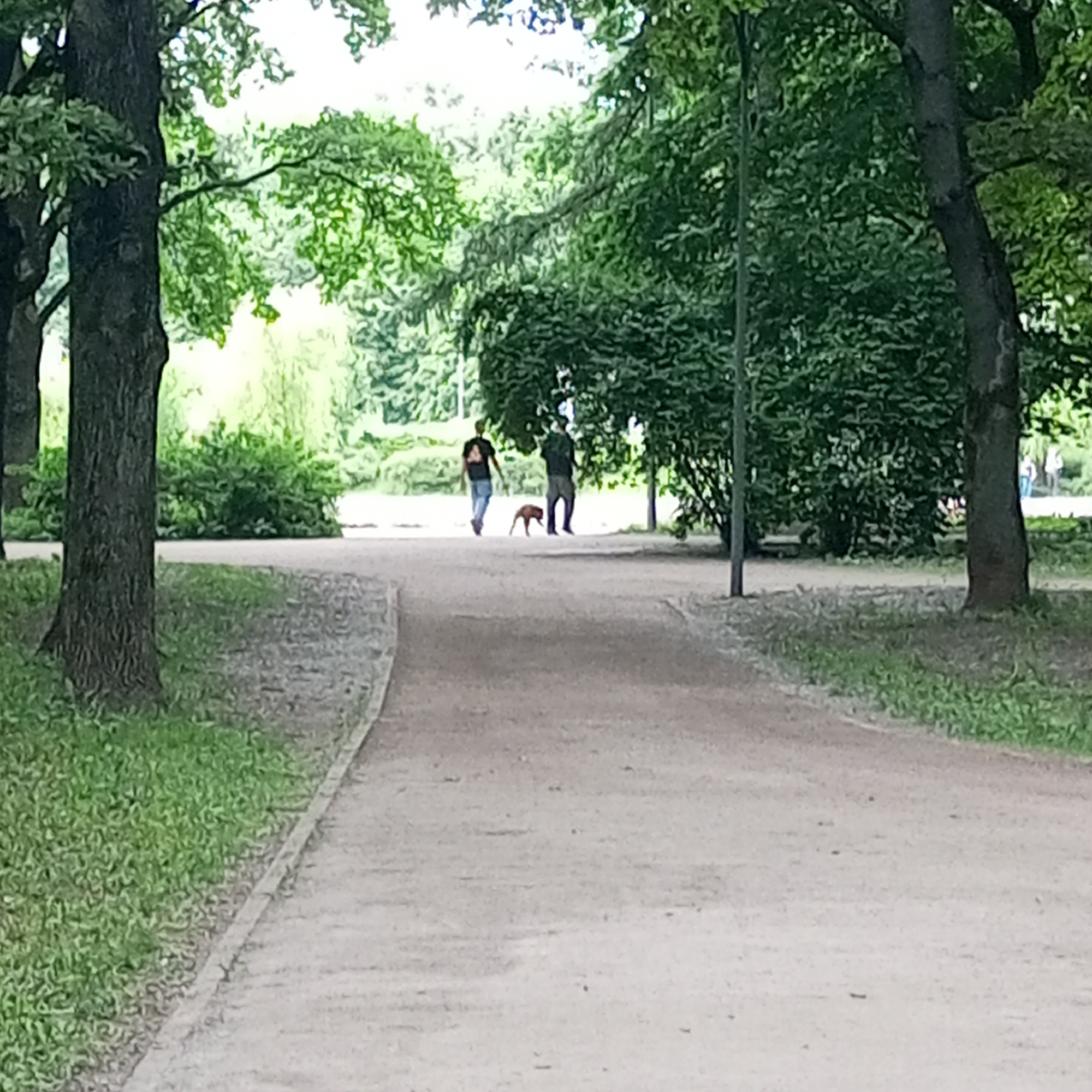 In a park setting, a dirt path curves through lush green trees. Two individuals, a man and a woman, are walking away from the camera on the path, accompanied by a small brown dog. The man is on the left, wearing a dark t-shirt with a graphic design on the back and blue jeans. The woman is on the right, dressed in dark clothing. The dog is positioned between them, with its head down as if sniffing the ground. The path is lined with grass and mature trees, creating a natural, serene environment. The image appears to be taken on a cloudy day, with soft, diffused lighting. The location is identified as a park in Moscow, Russia.