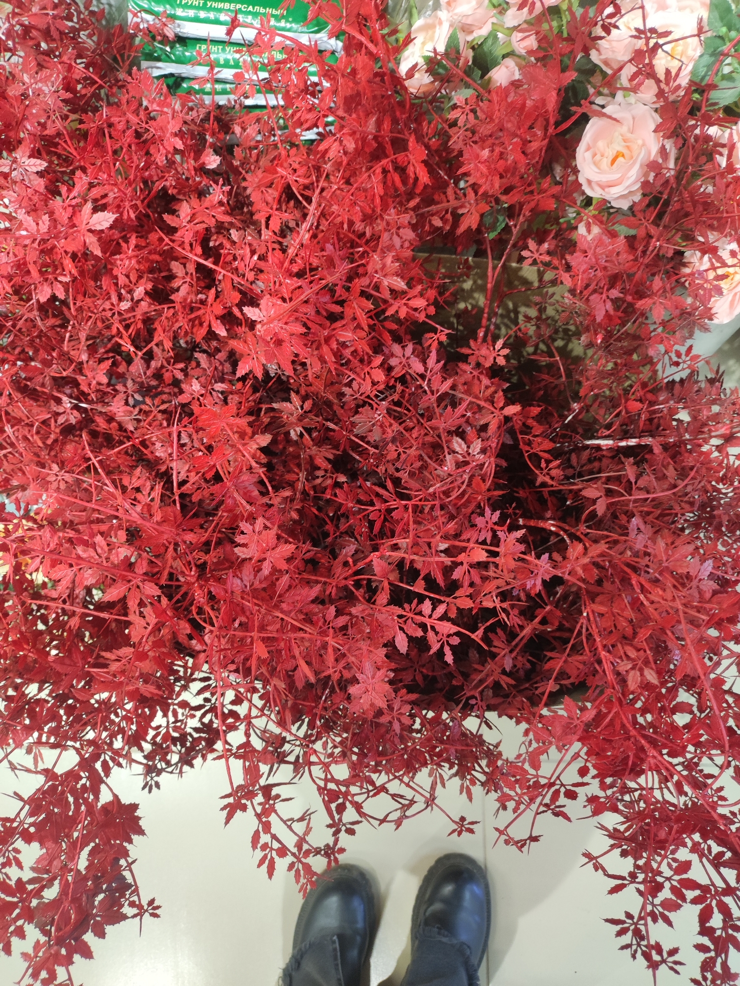 A high-angle shot captures a large arrangement of artificial red leafy branches, possibly maple or vine-like, filling the frame. The leaves are a uniform bright red. In the upper right corner, several pale pink roses are visible among the red foliage. A green package labeled "ГРУНТ УНИВЕРСАЛЬНЫЙ" (Universal Soil) can be seen in the upper center. The photograph is taken indoors on a white or light-colored tile floor. In the lower part of the image, the toes of a pair of black shoes and the bottom of dark-colored pants are visible.
While the location within Votkinsk, Russia, cannot be definitively determined from the image alone, the presence of Russian text on the soil package suggests the photo was taken in Russia, and the prompt specifies Votkinsk as the location.
